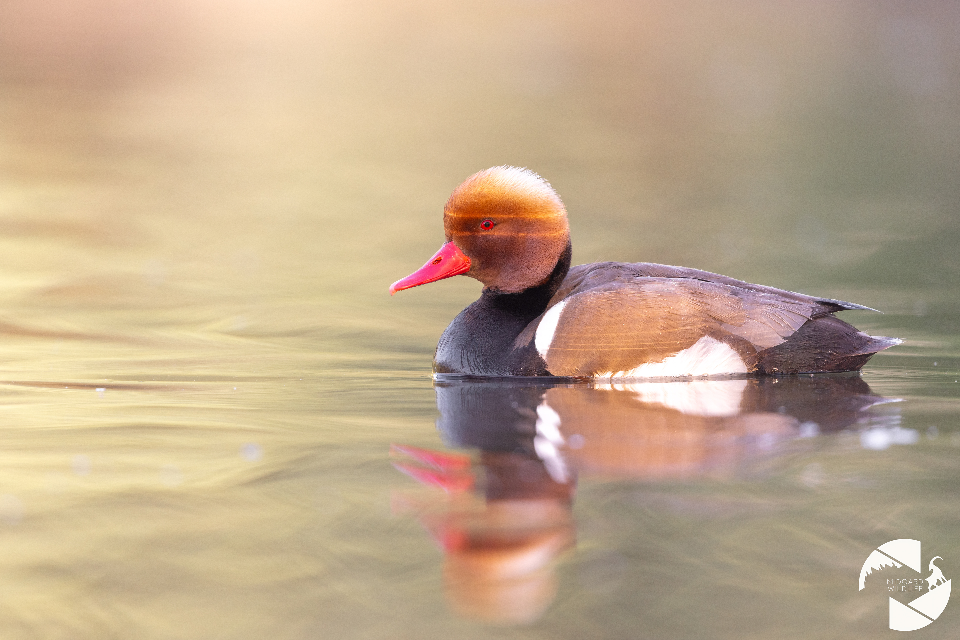 Nette rousse