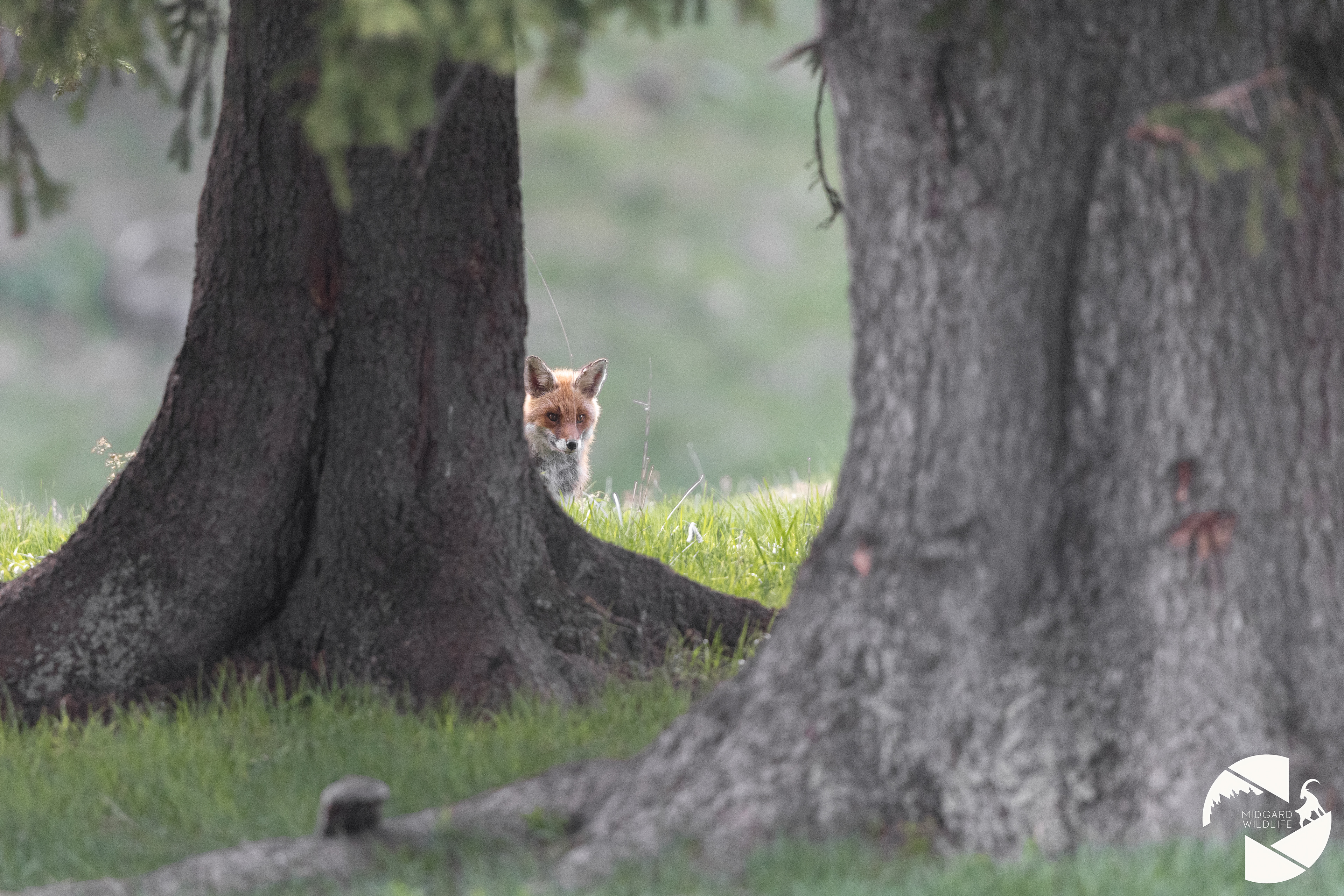 Renard