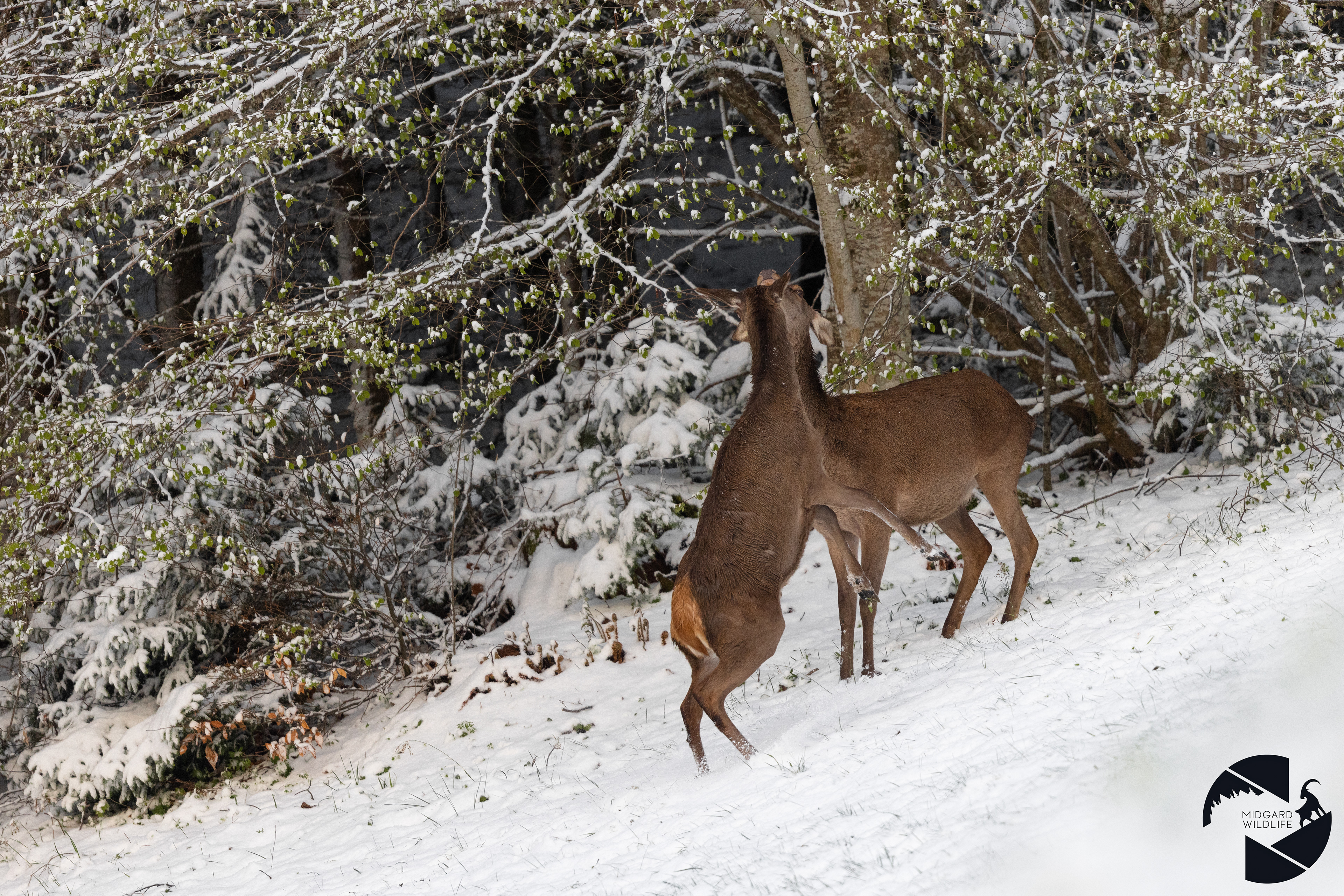 Biche & Faon