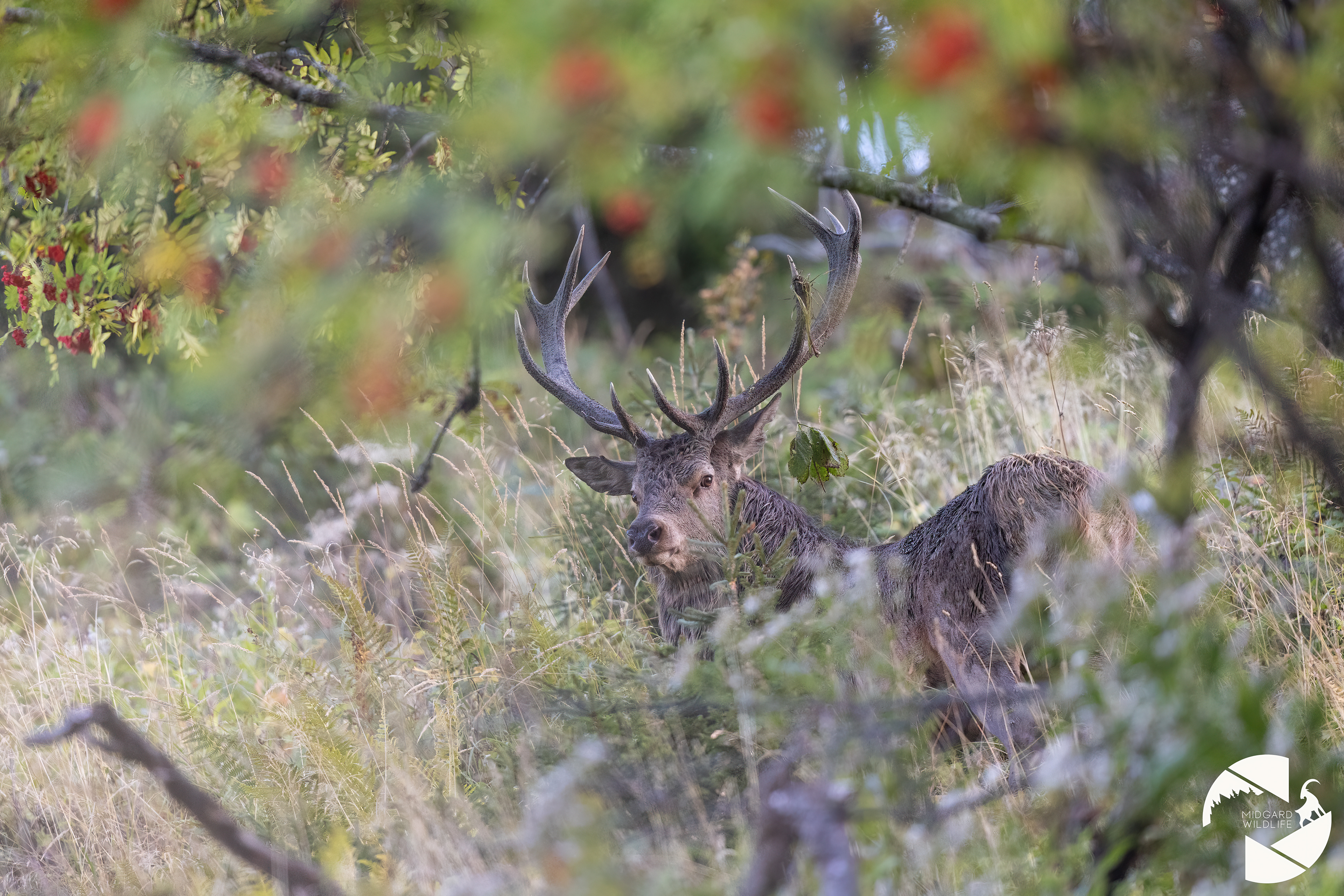 Cerf élaphe
