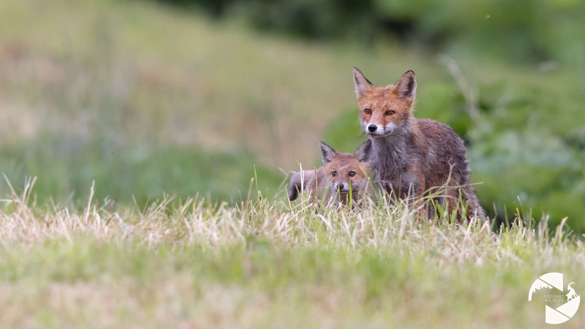 Renard roux & renardeaux