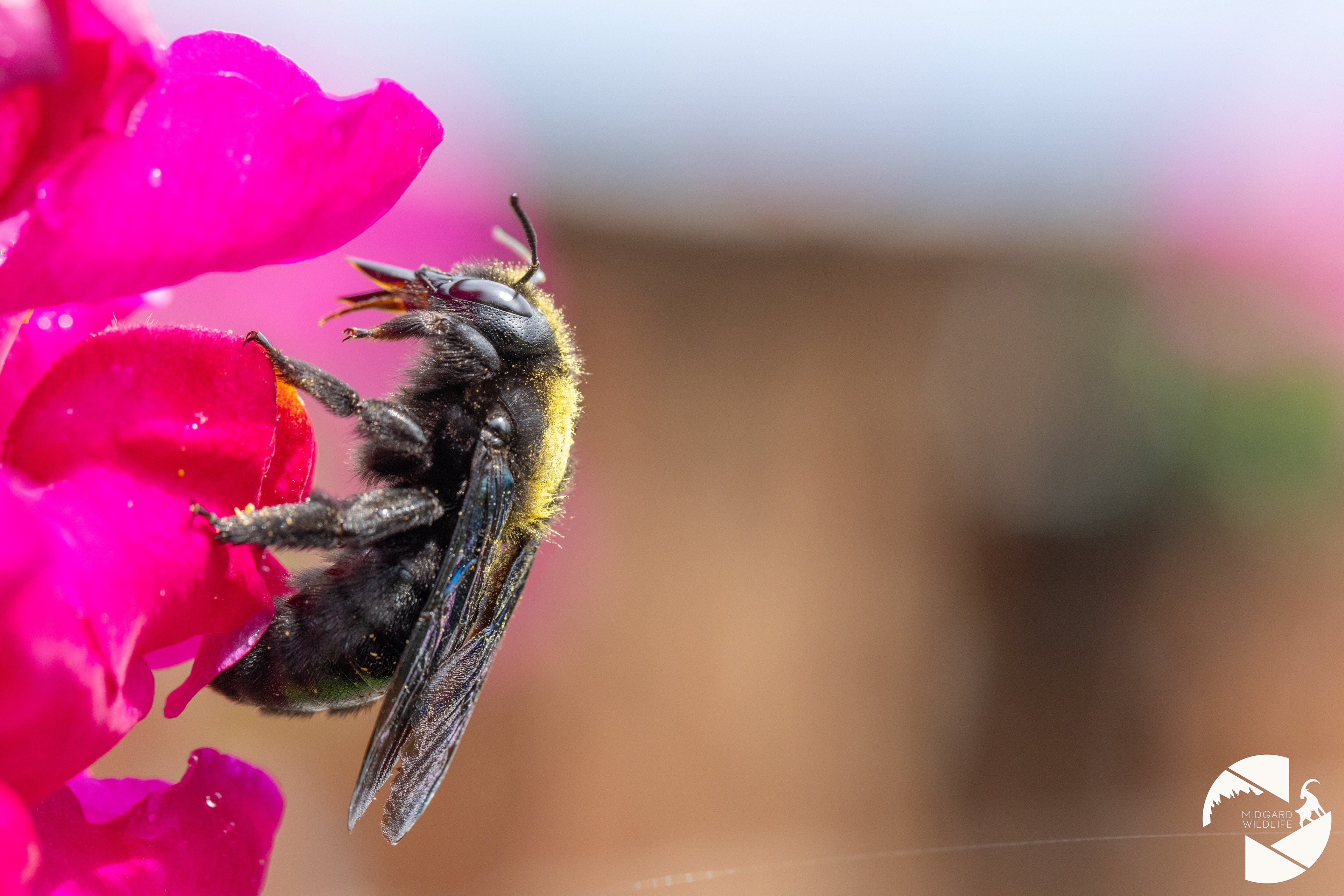 Abeille charpentière