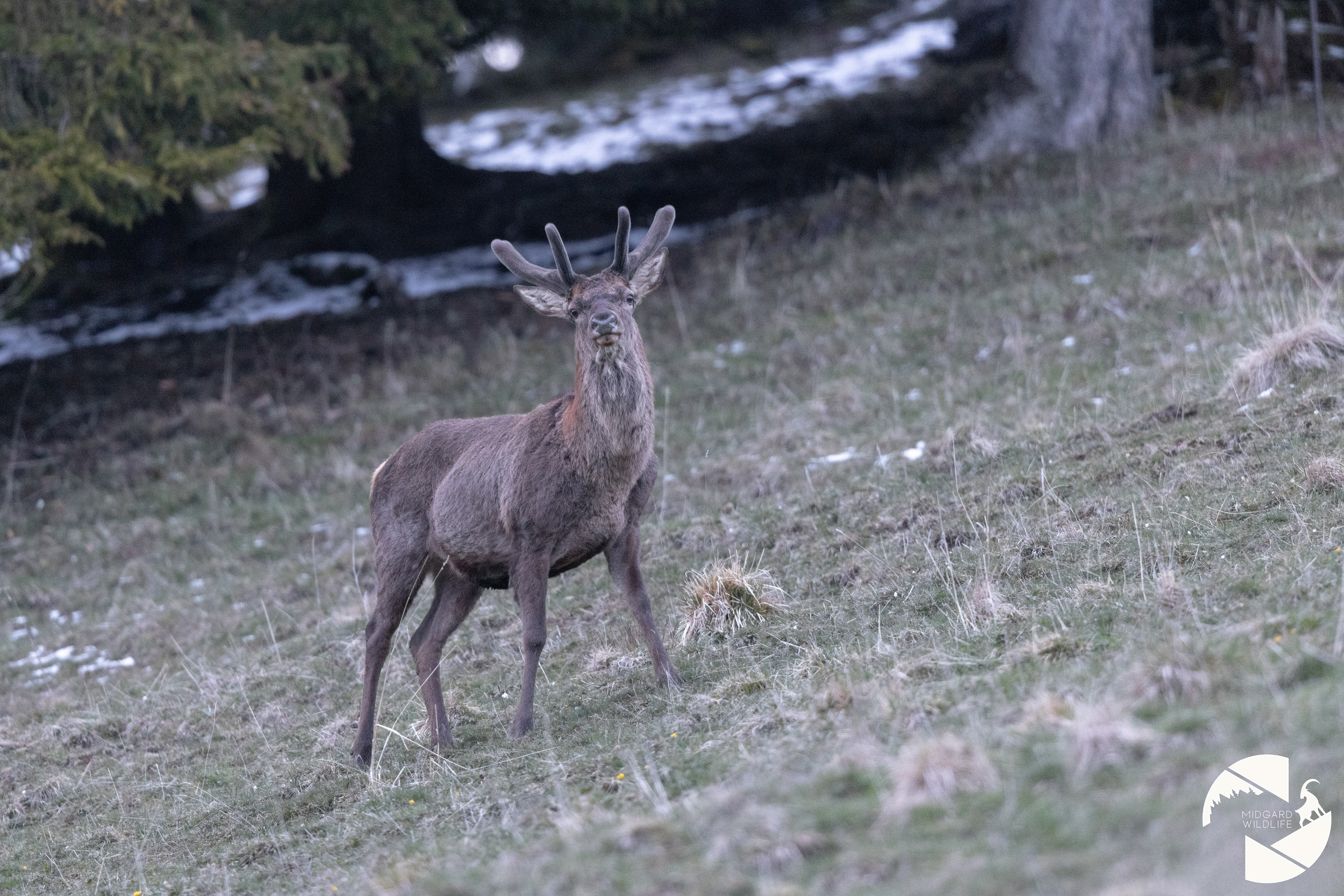 Cerf