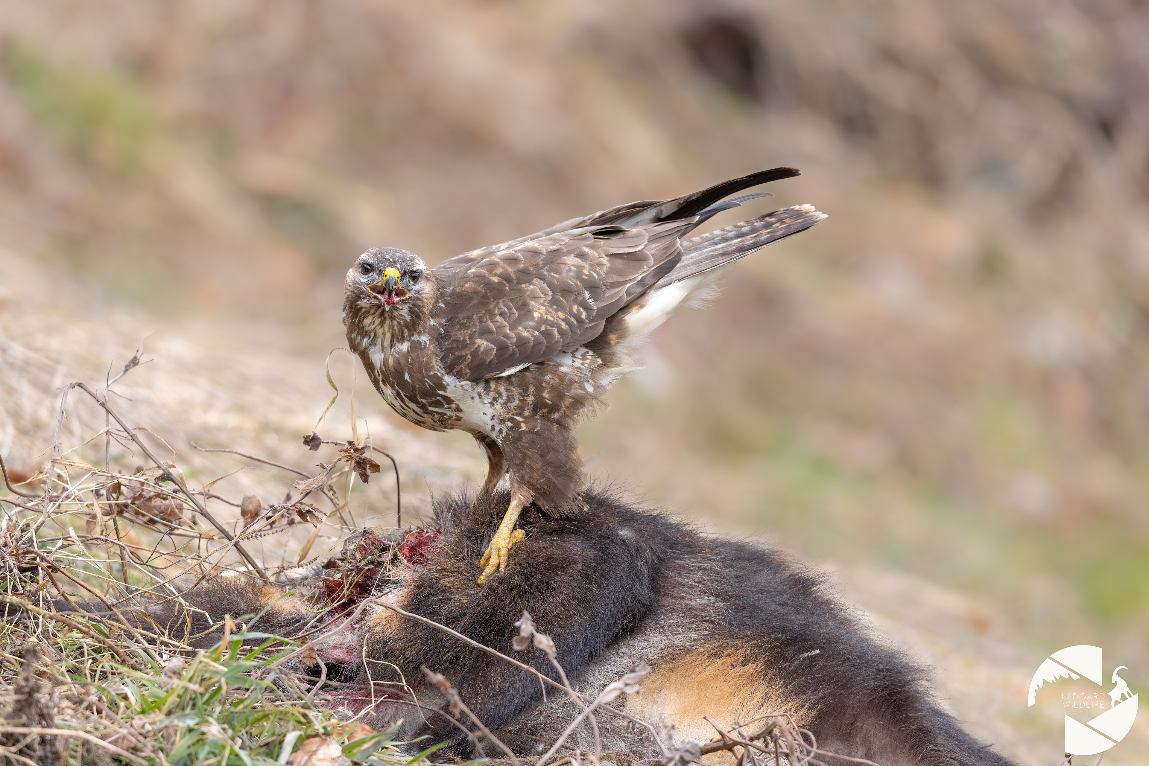 Buse variable & carcasse de chamois