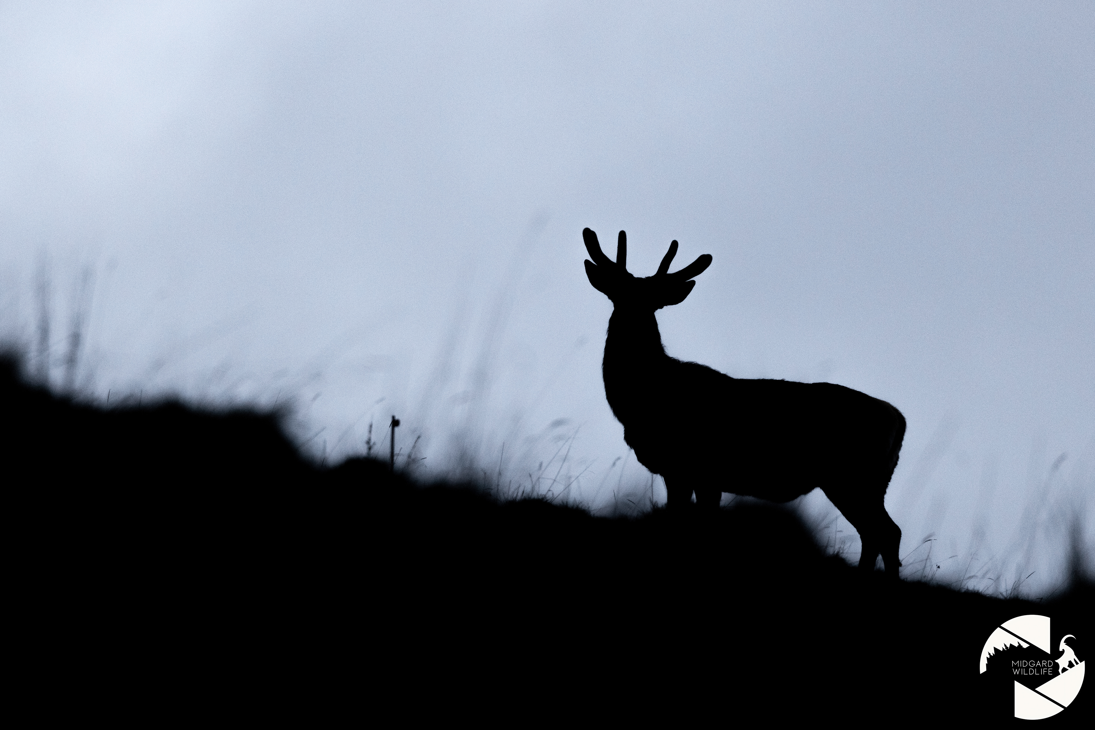 Cerf