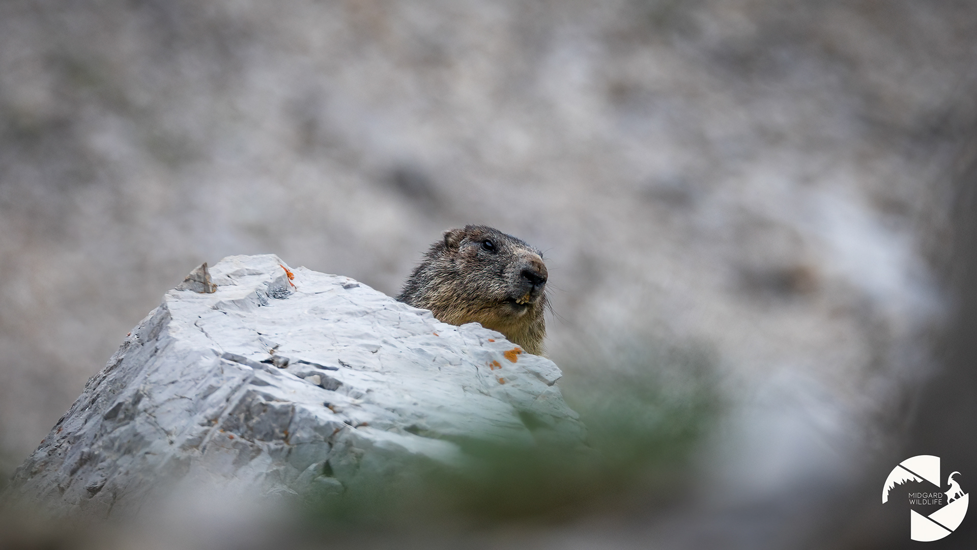 Marmotte