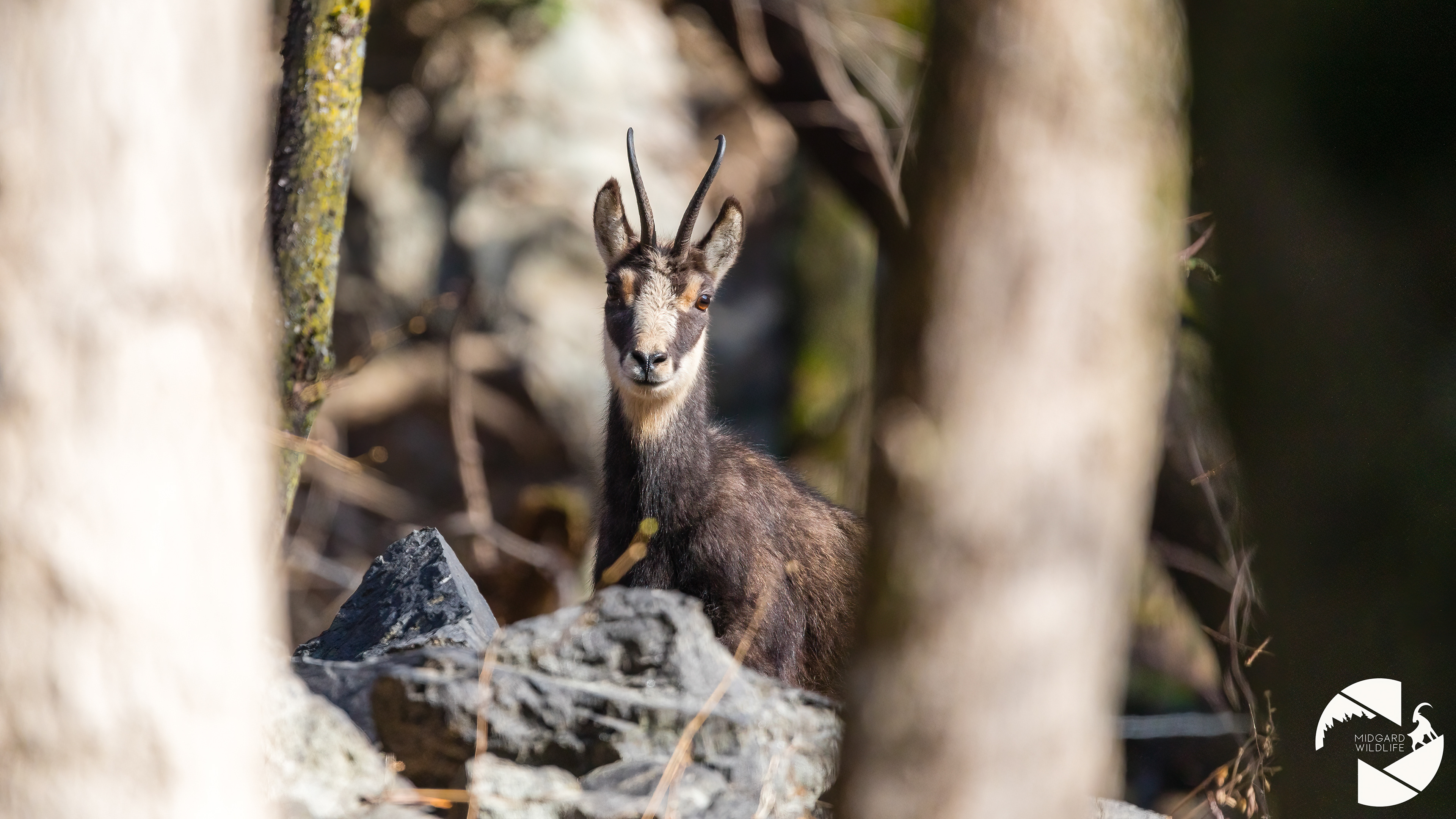 Chamois