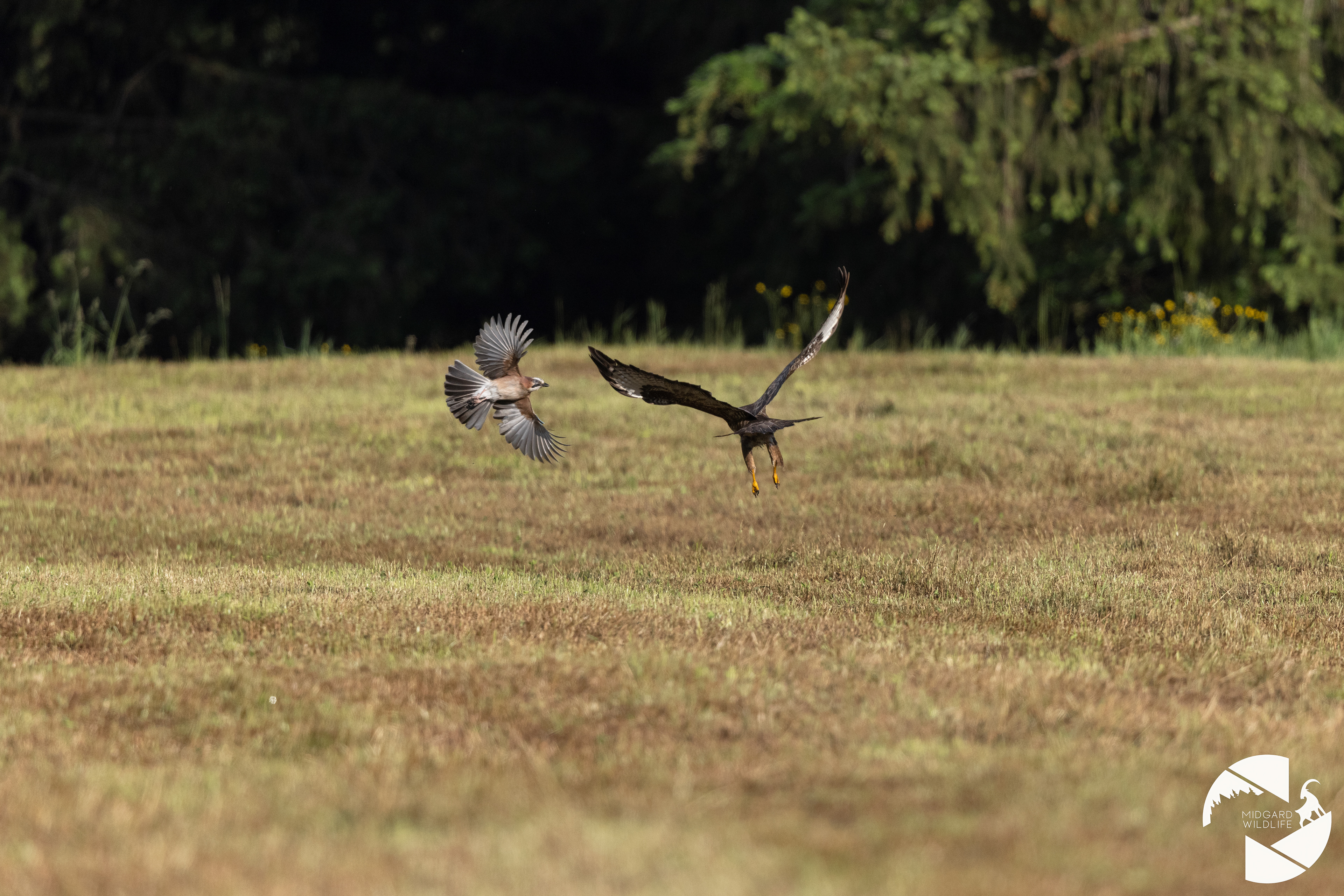 Buse variable & Geai des chênes