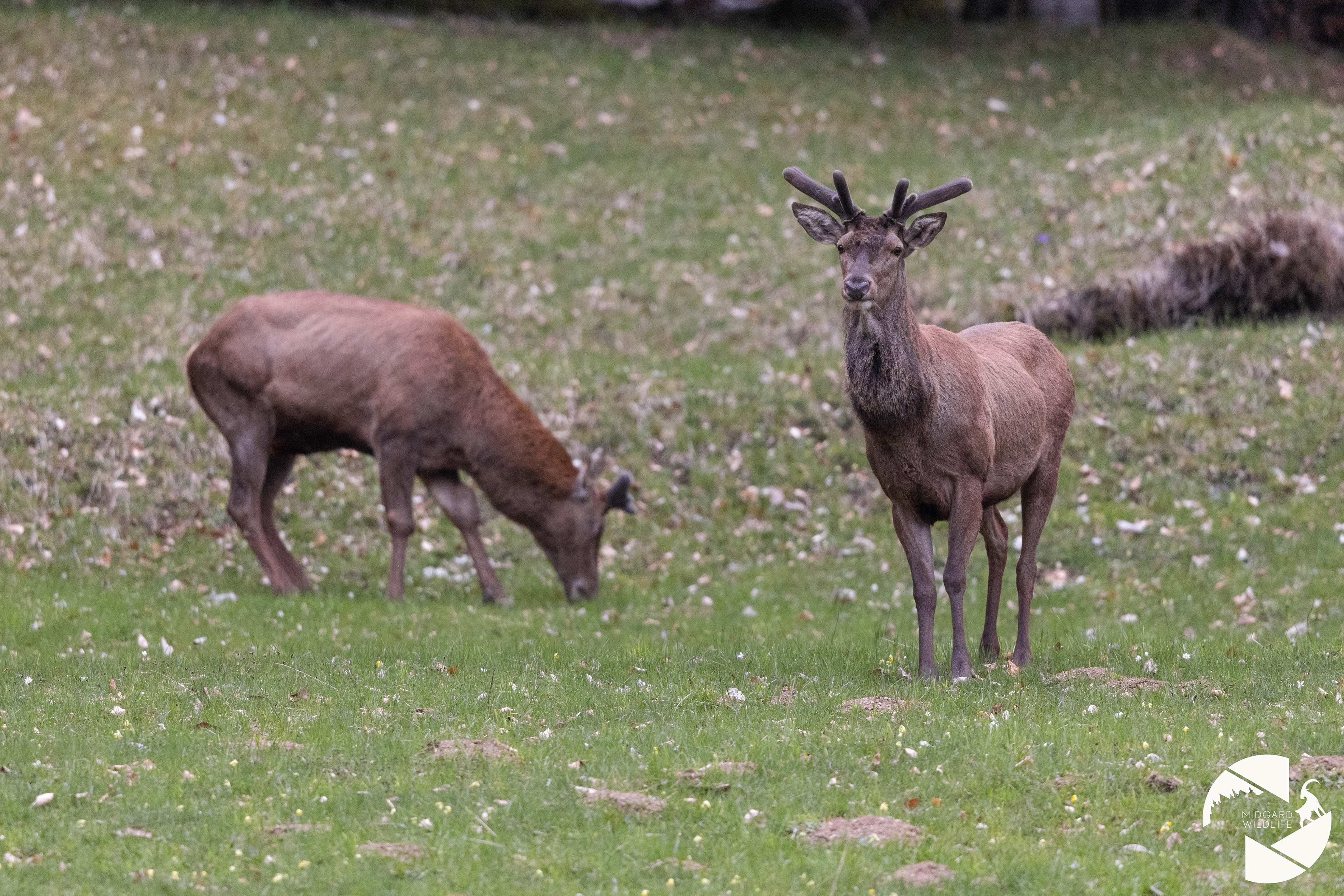 Cerfs élaphe
