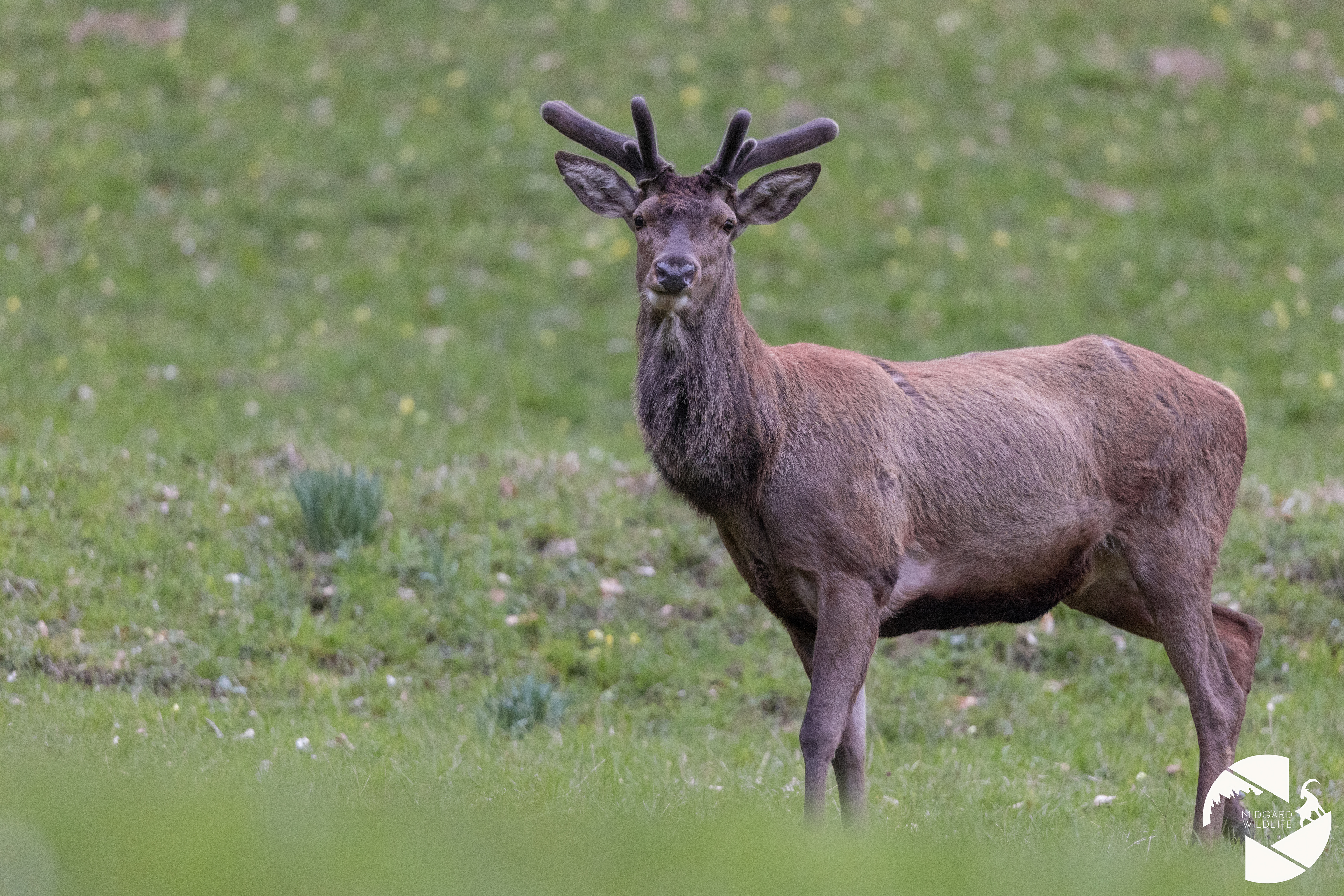 Cerf élaphe