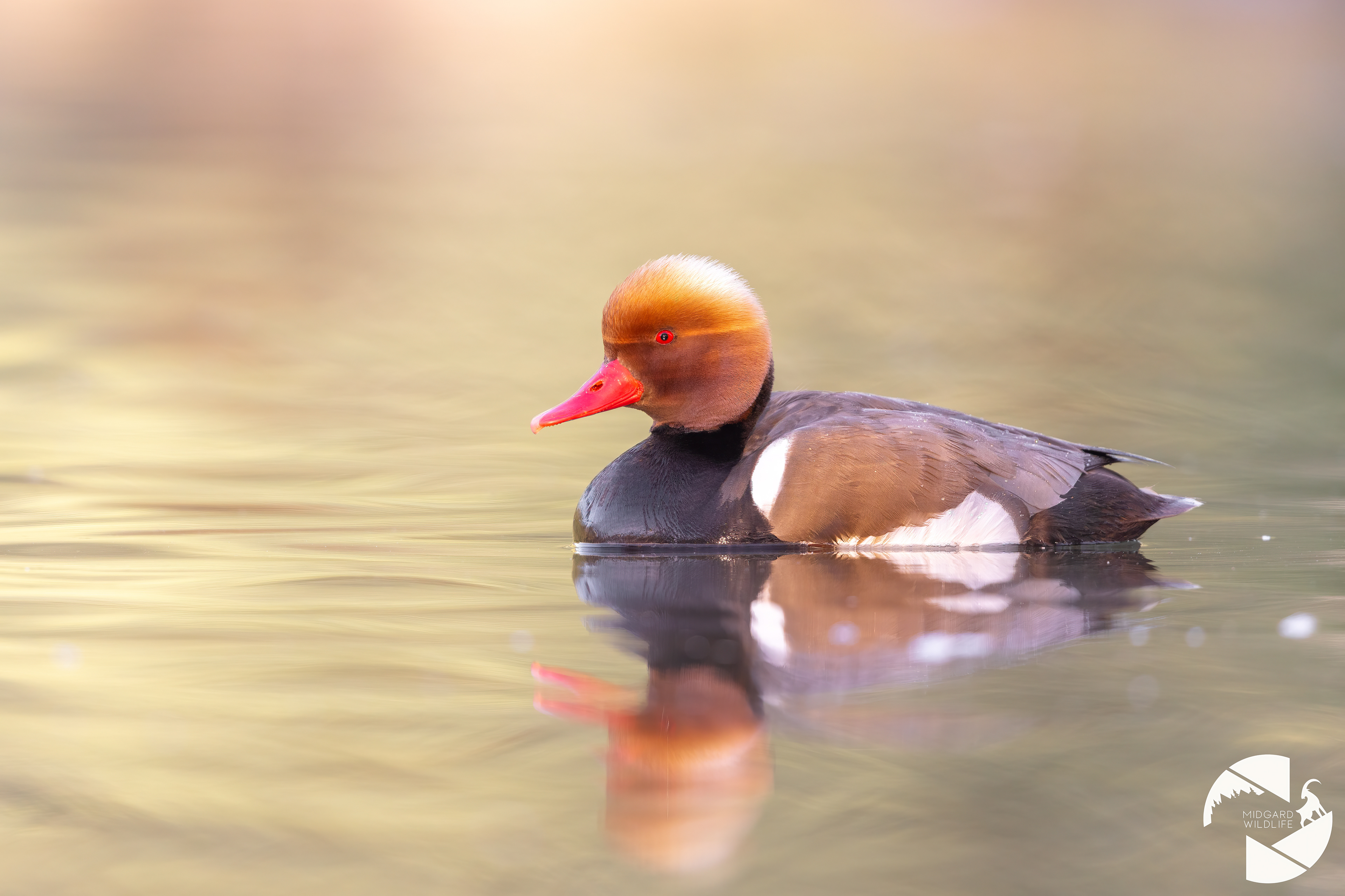 Nette rousse
