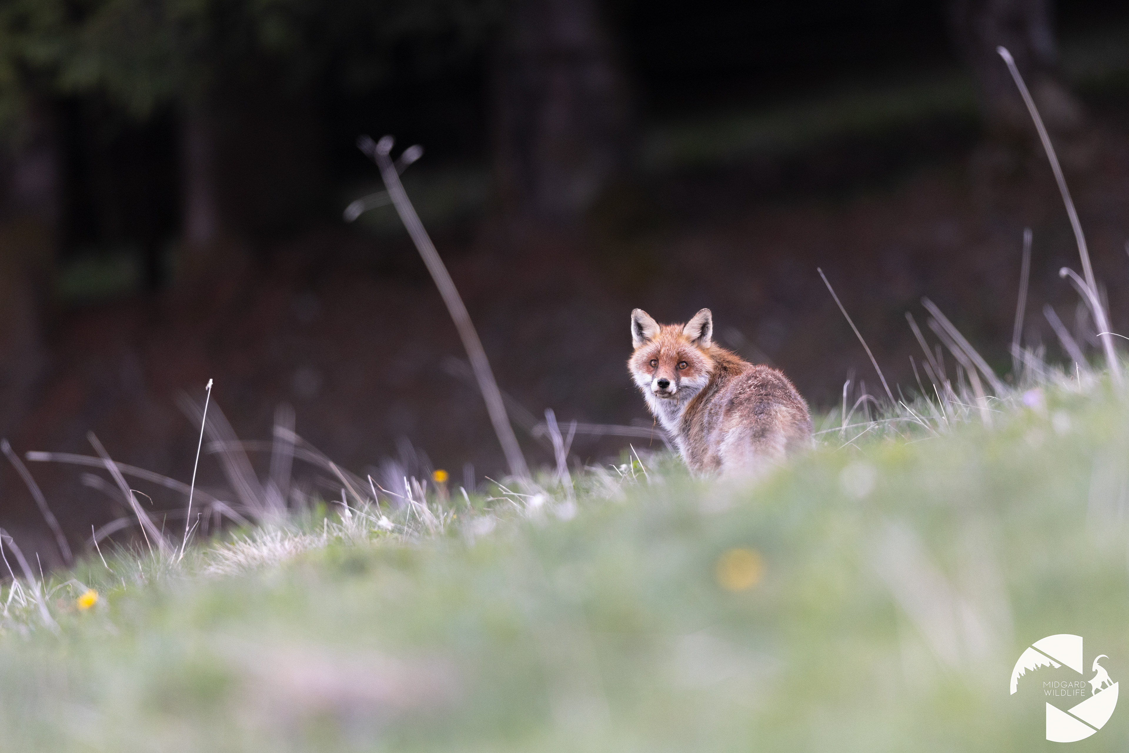 Renard