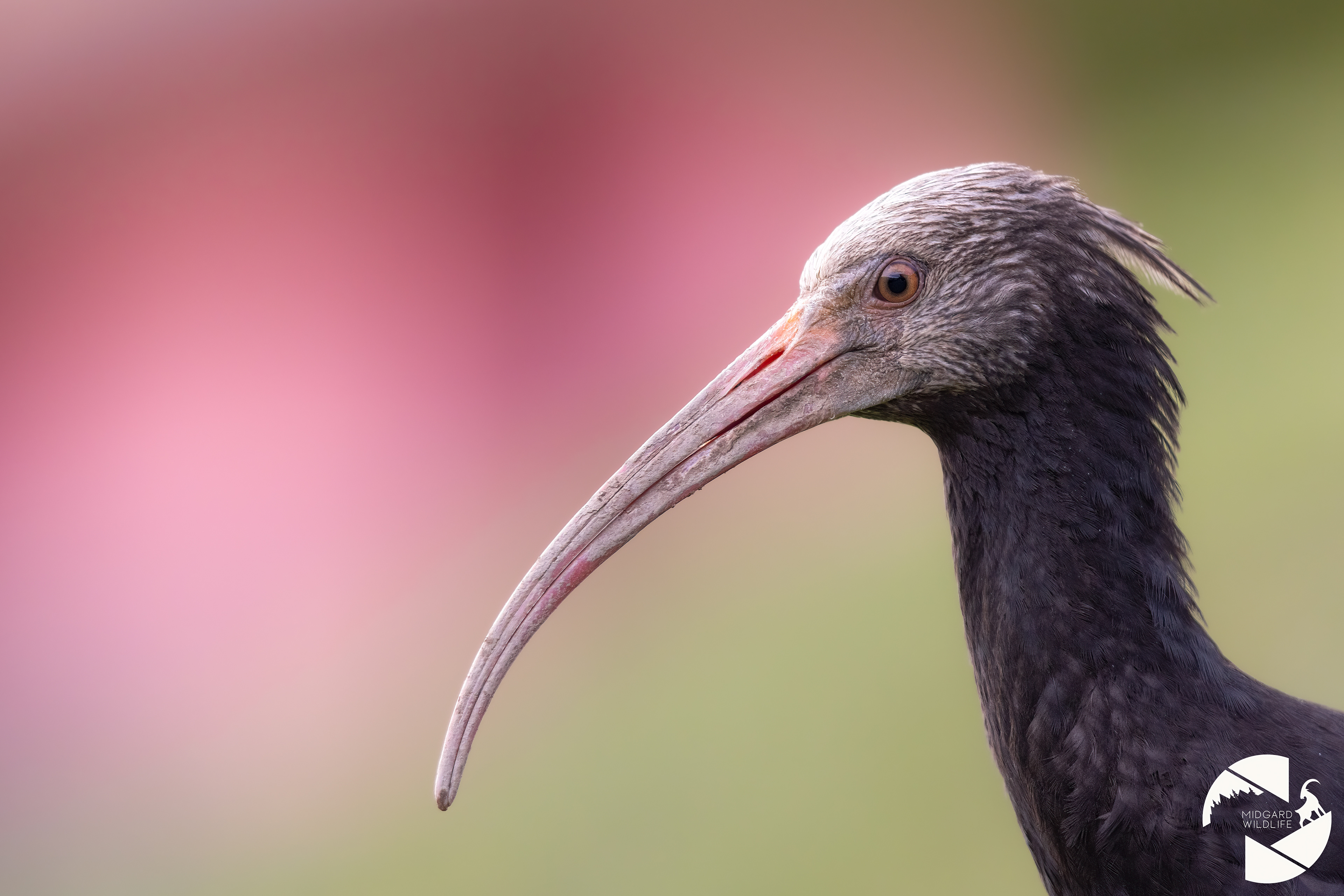 Ibis chauve
