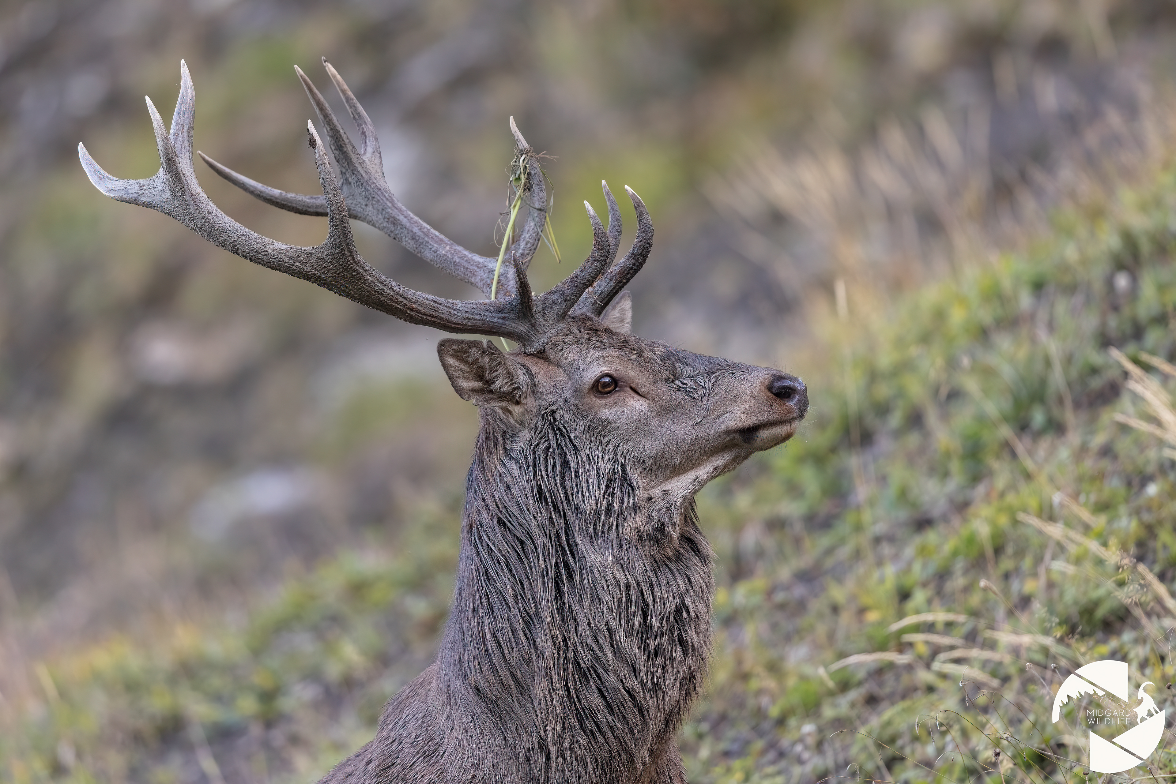 Cerf élaphe