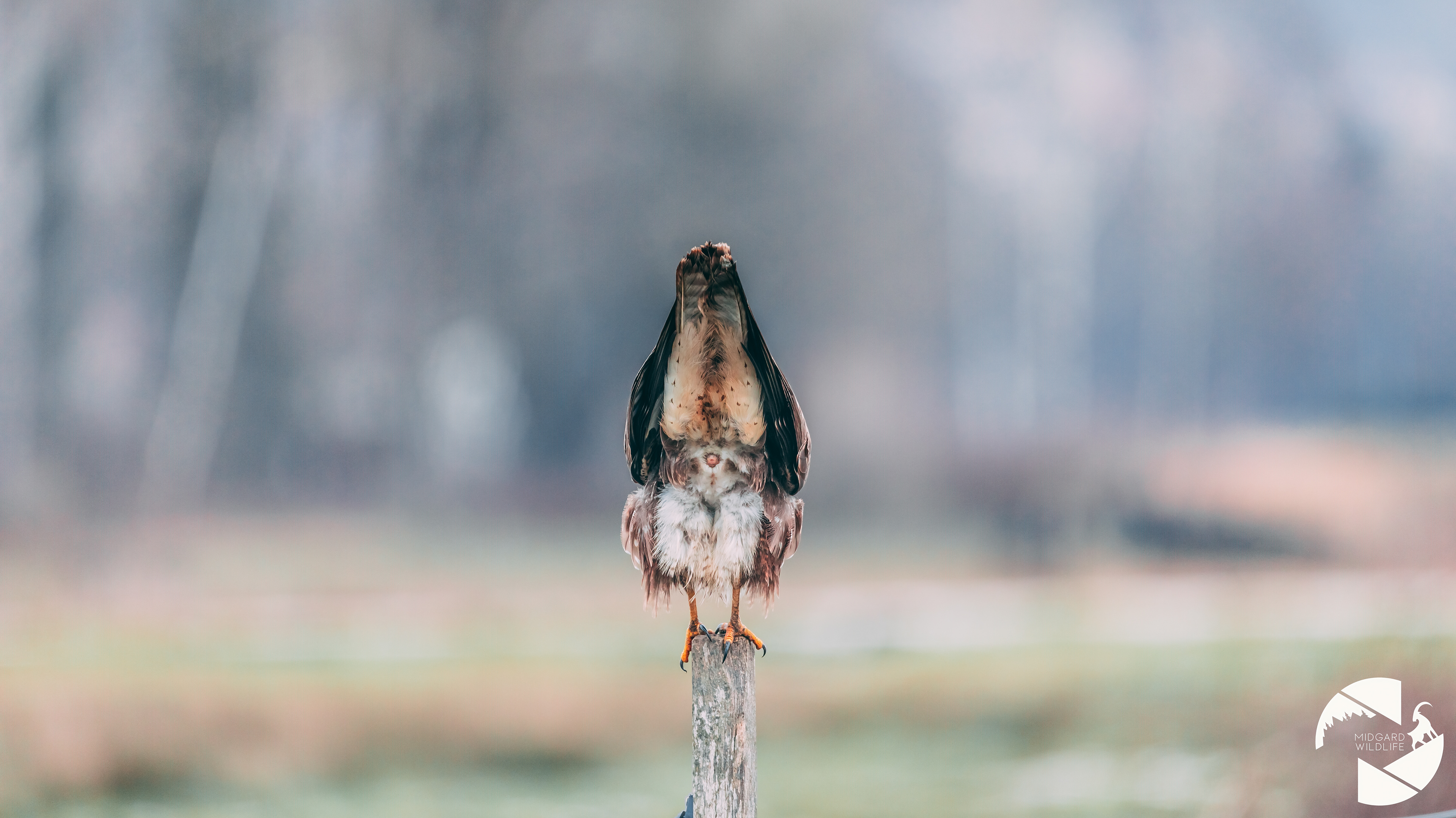 Buse variable