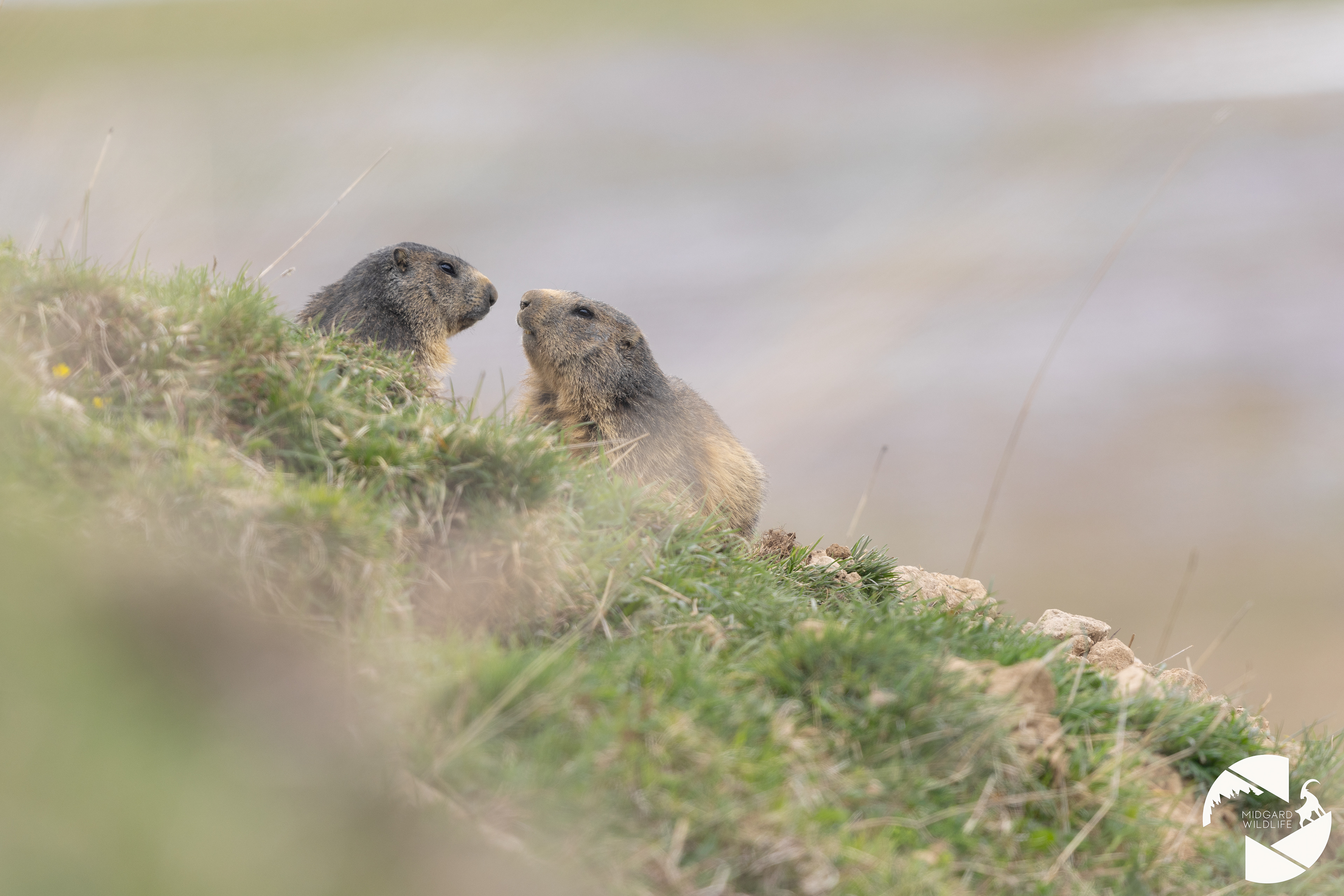 Marmottes