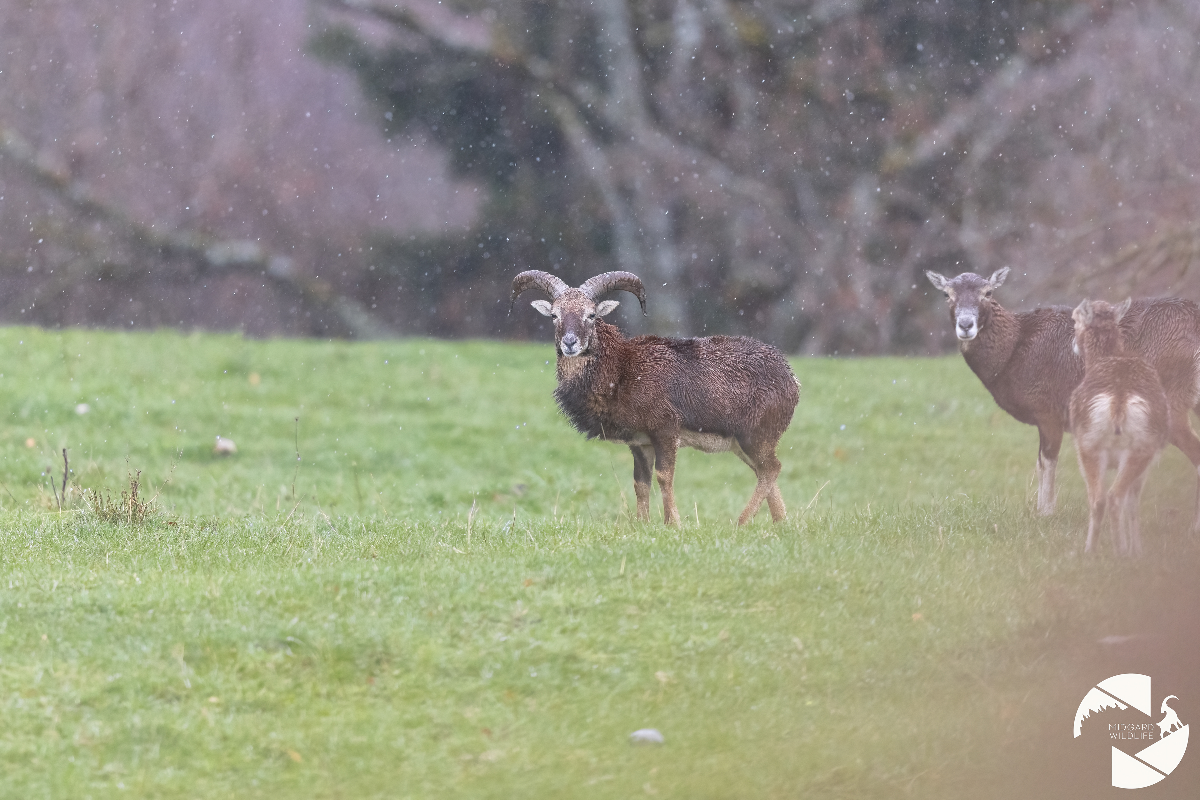 Mouflons