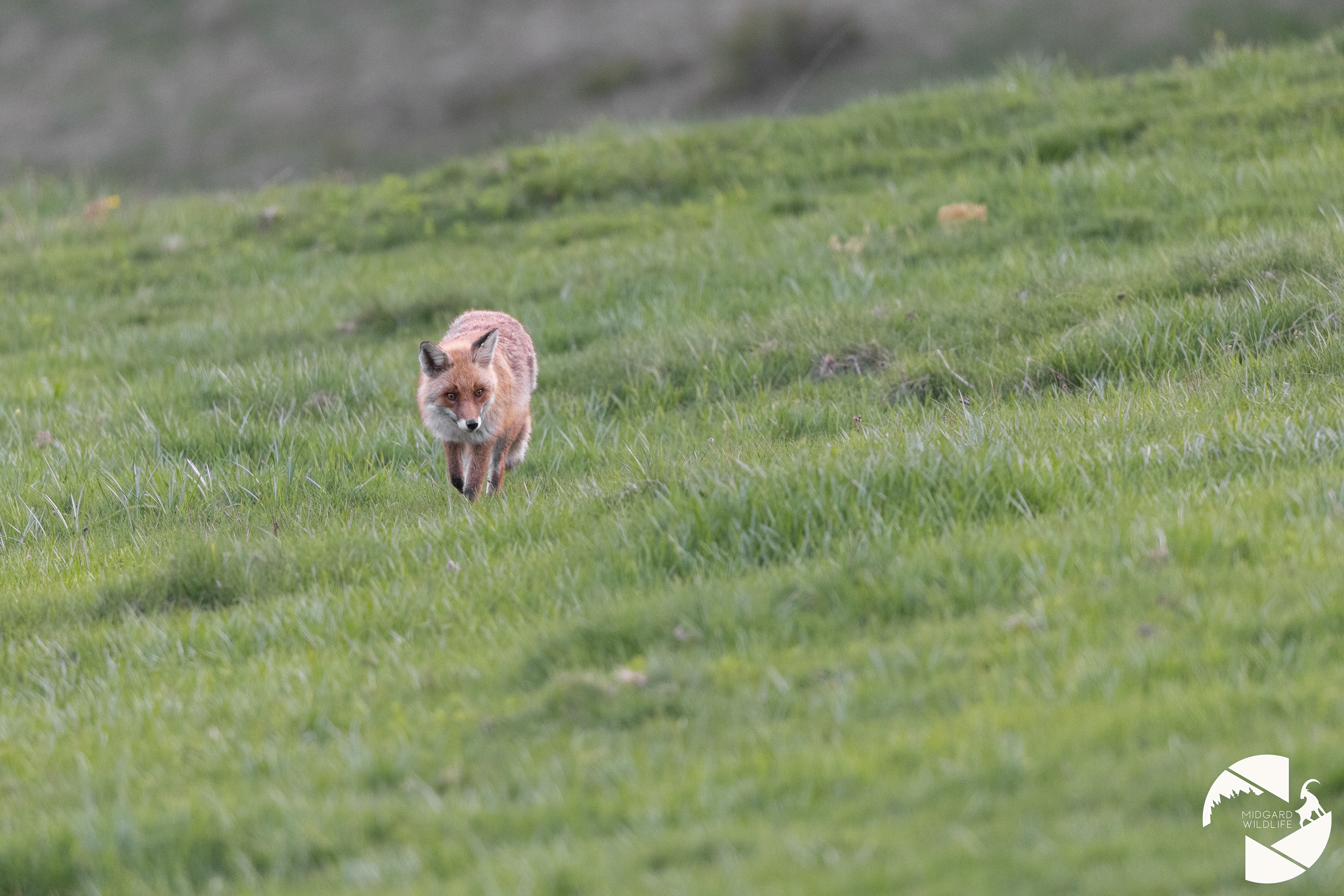 Renard