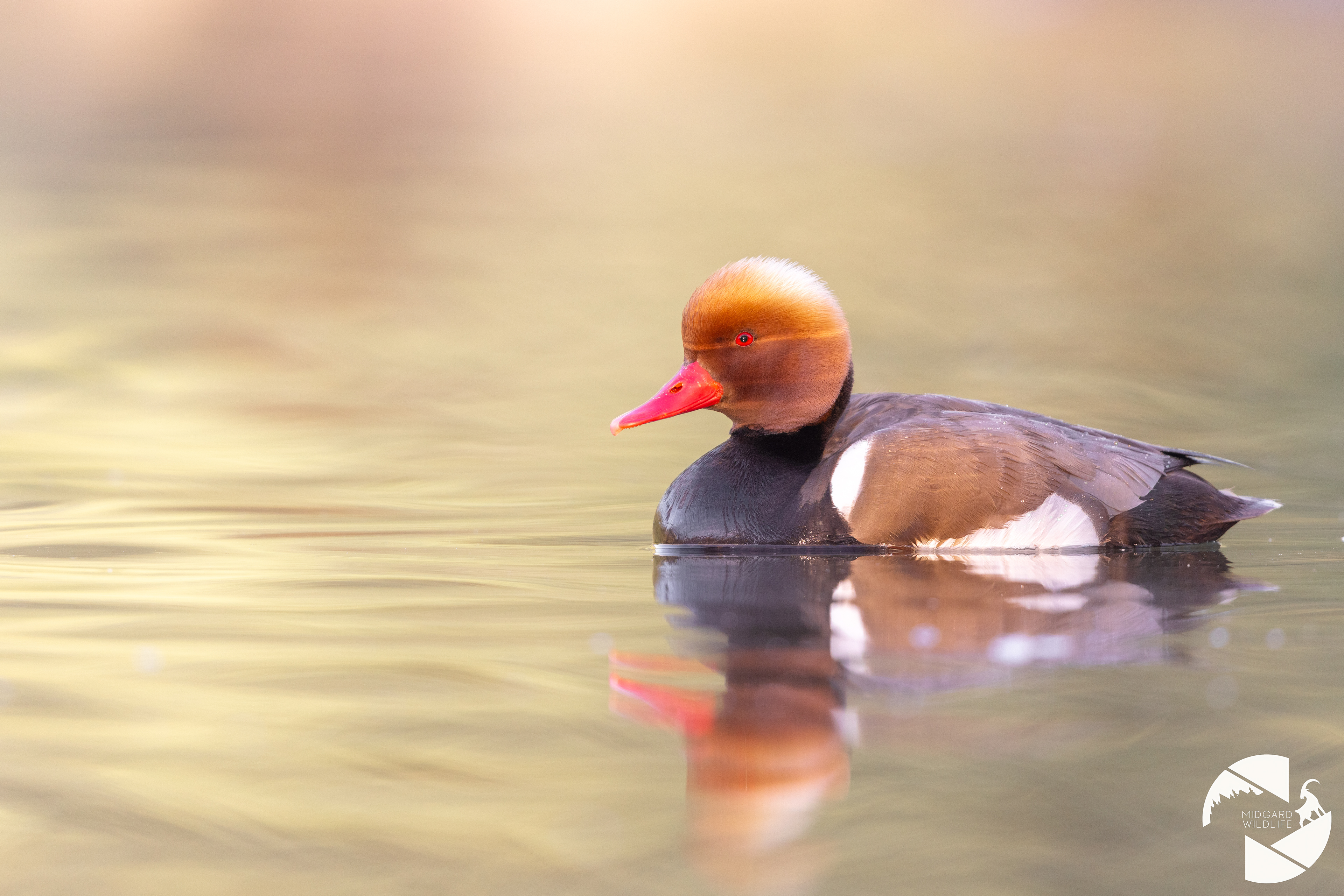 Nette rousse