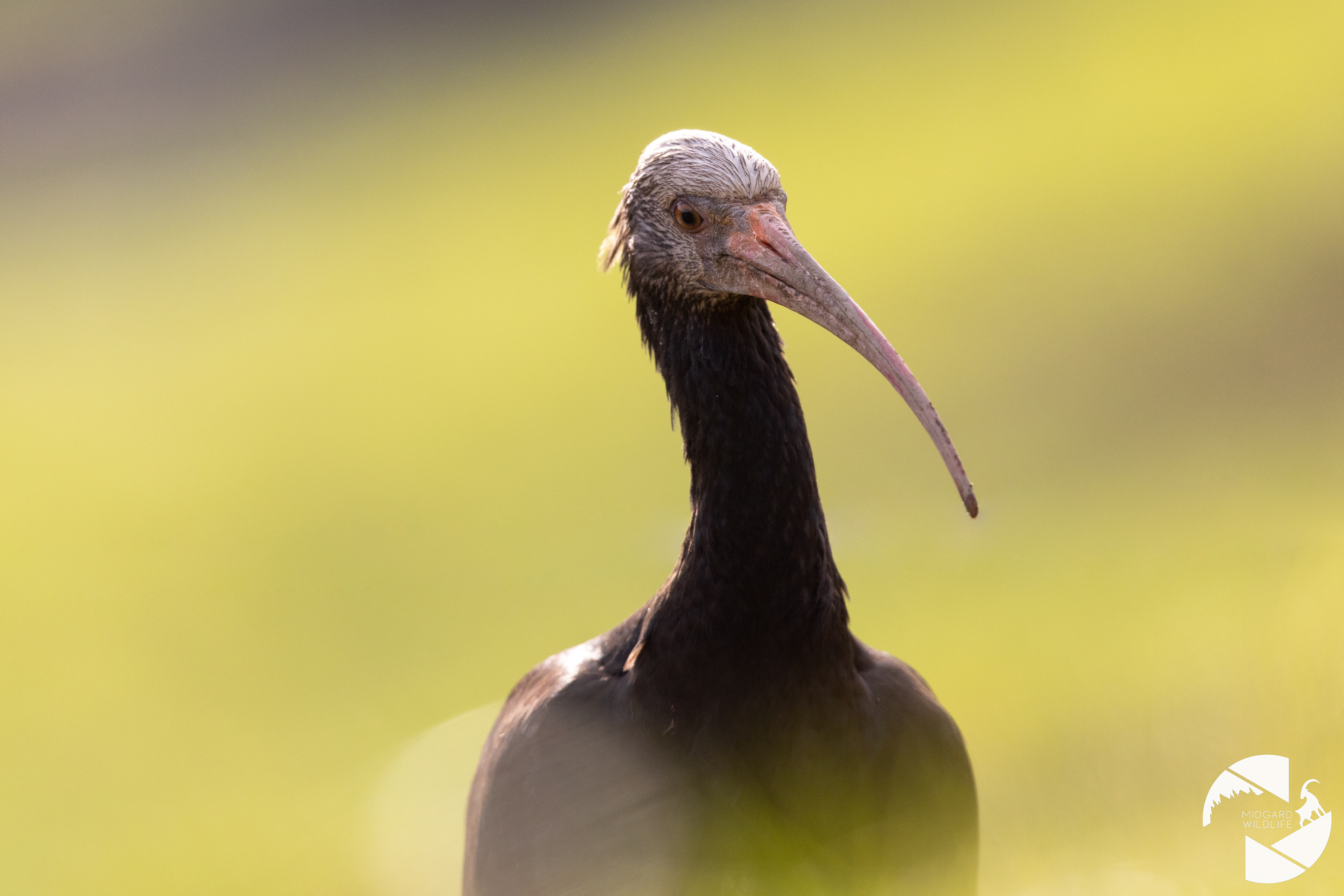 Ibis chauve