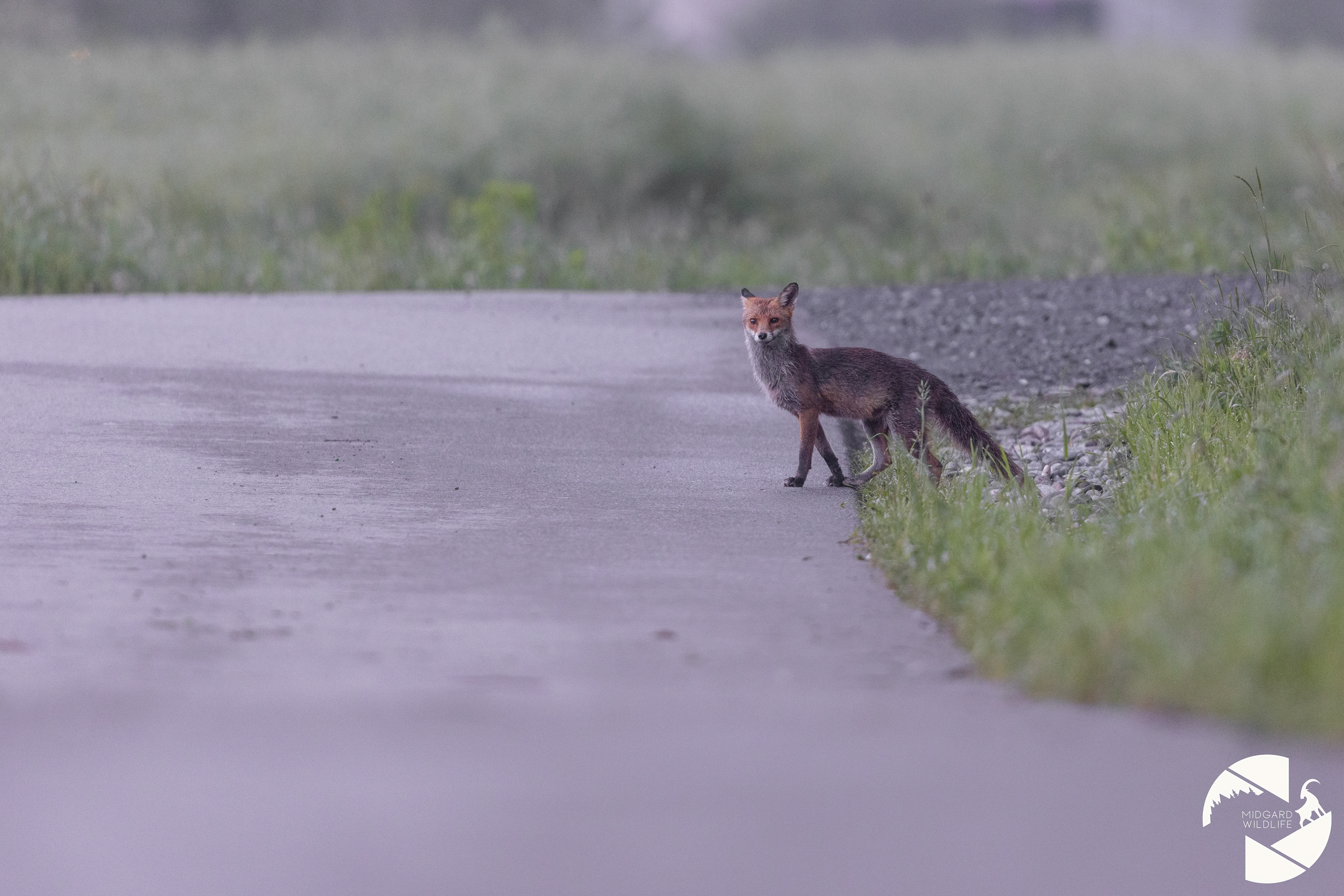 Renard