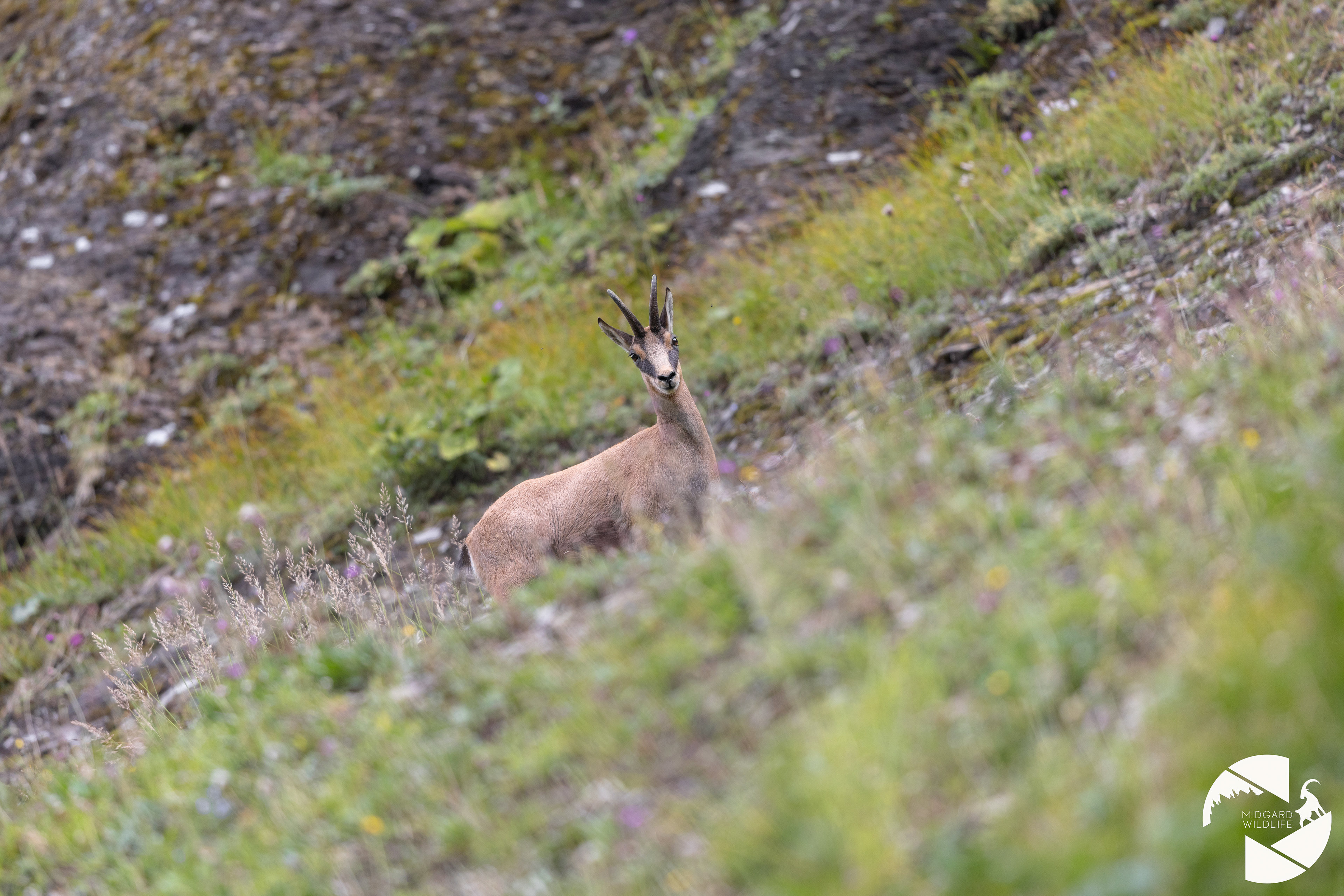 Chamois