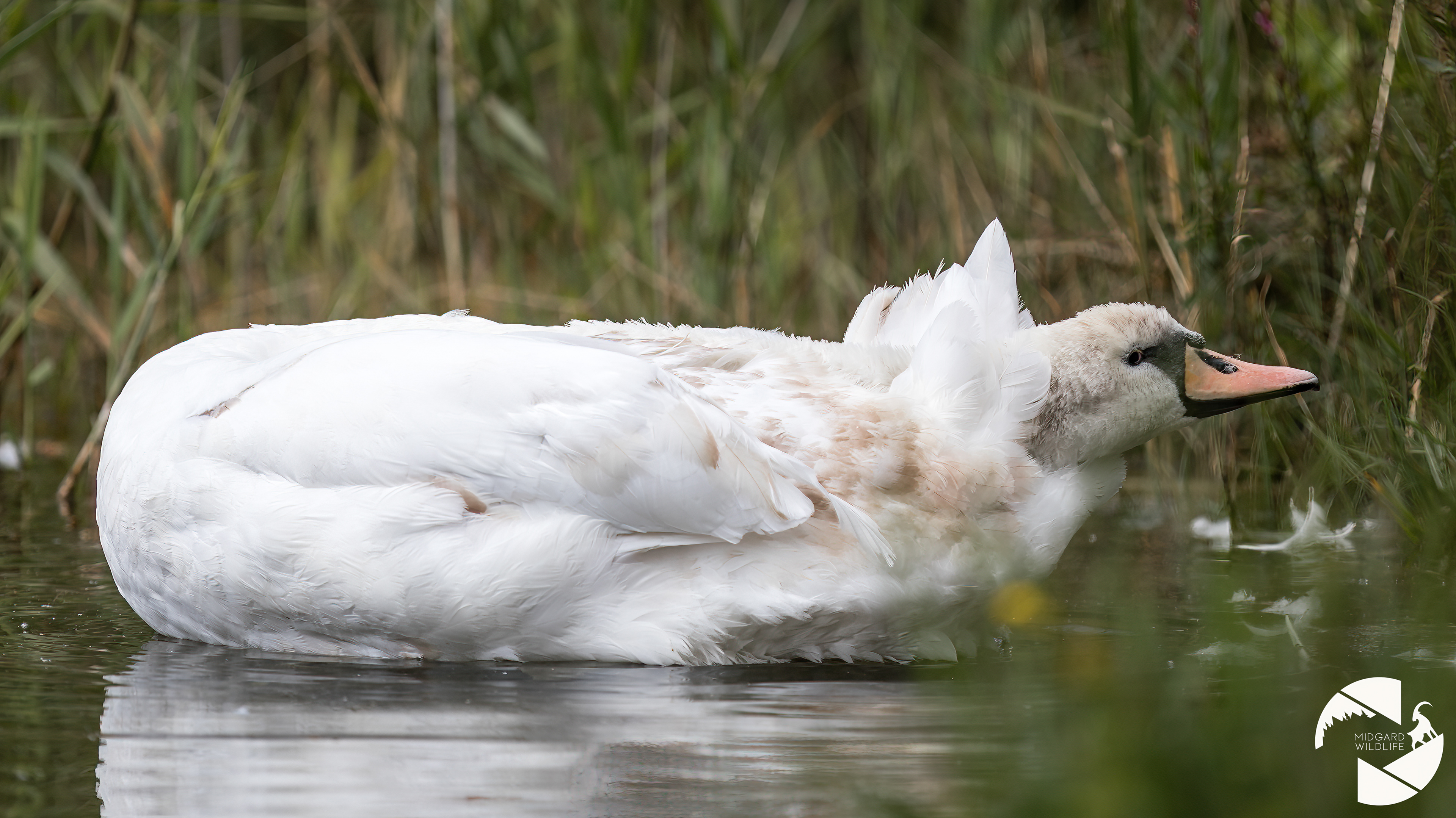 Cygne tuberculé