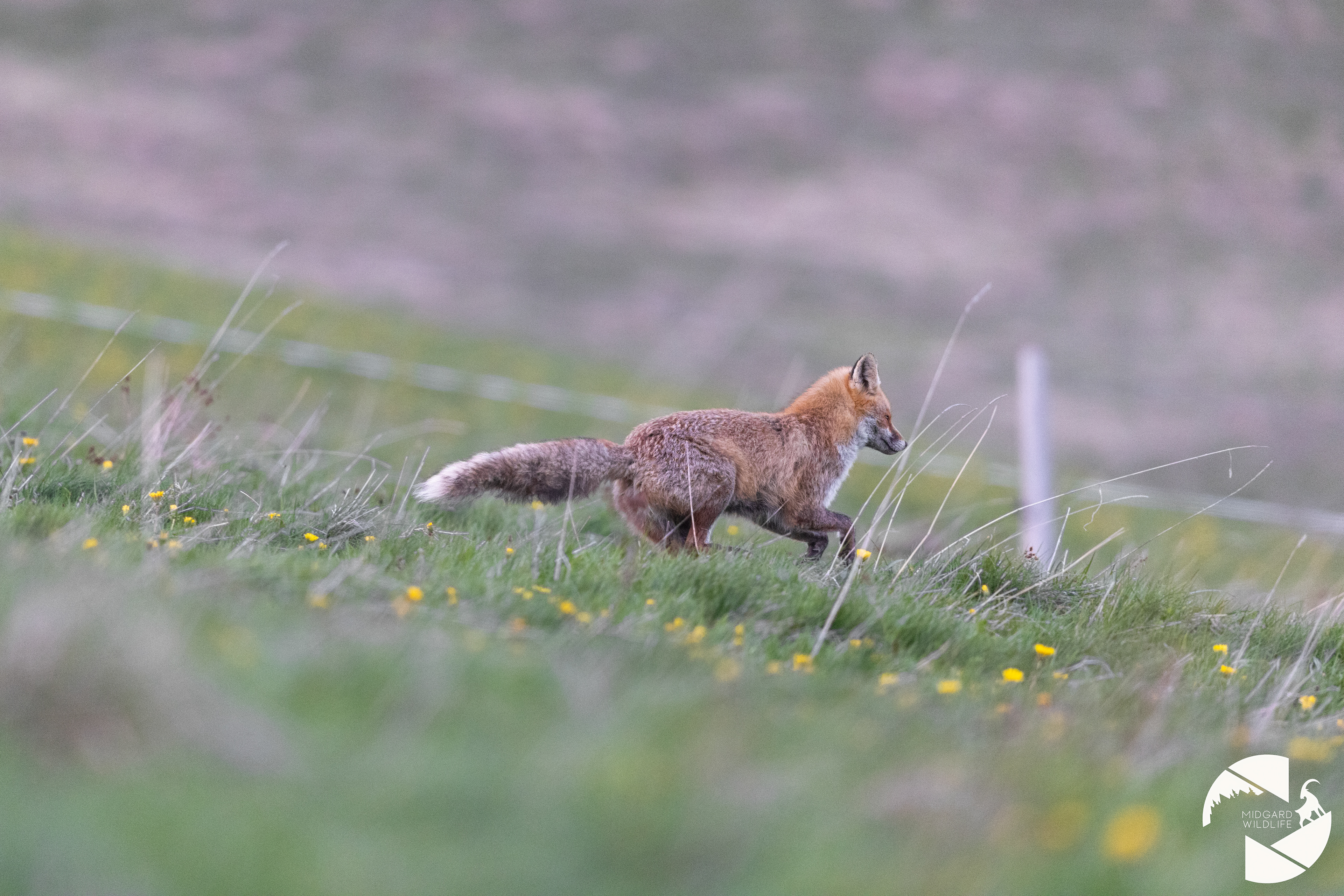 Renard