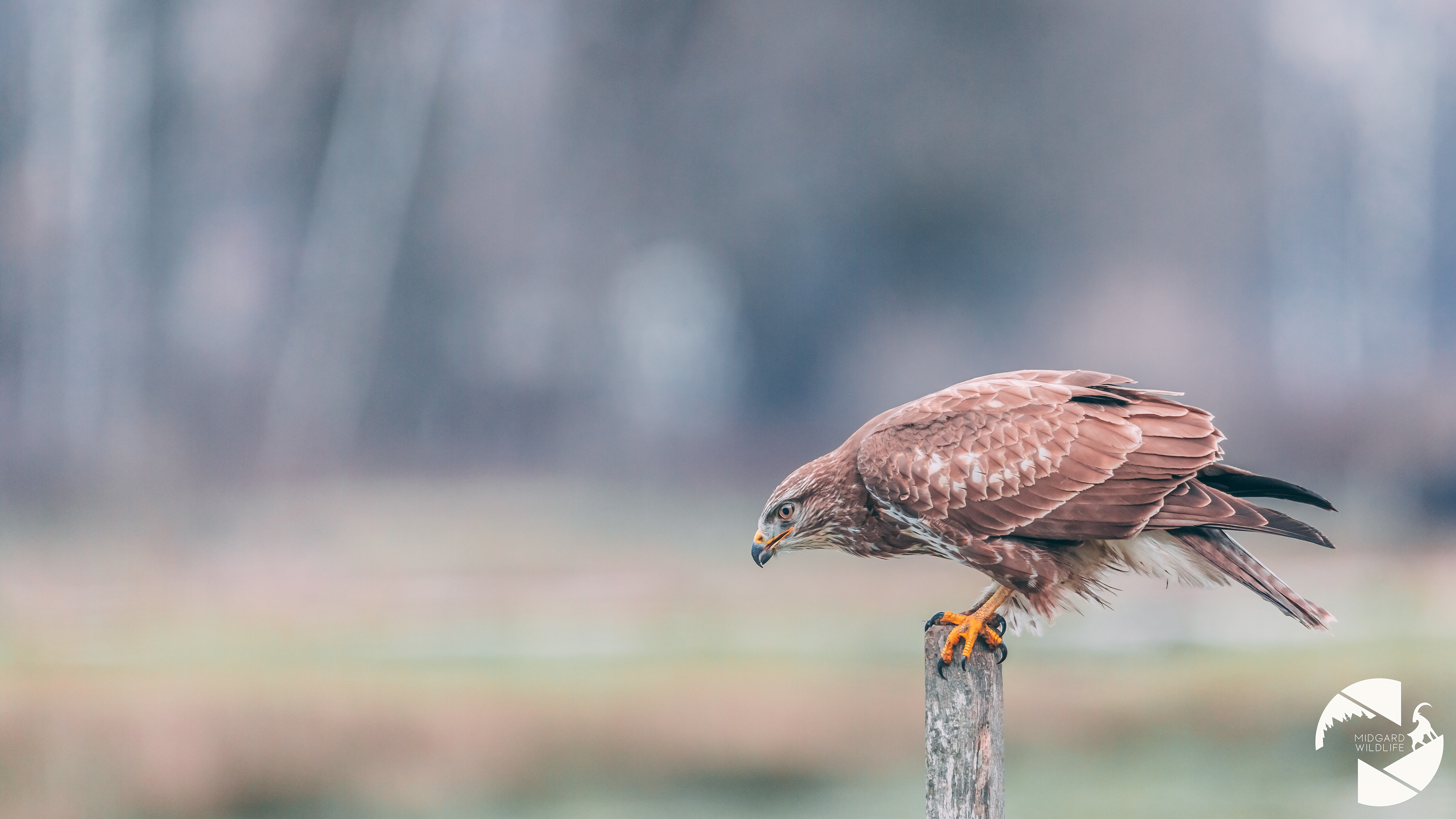 Buse variable