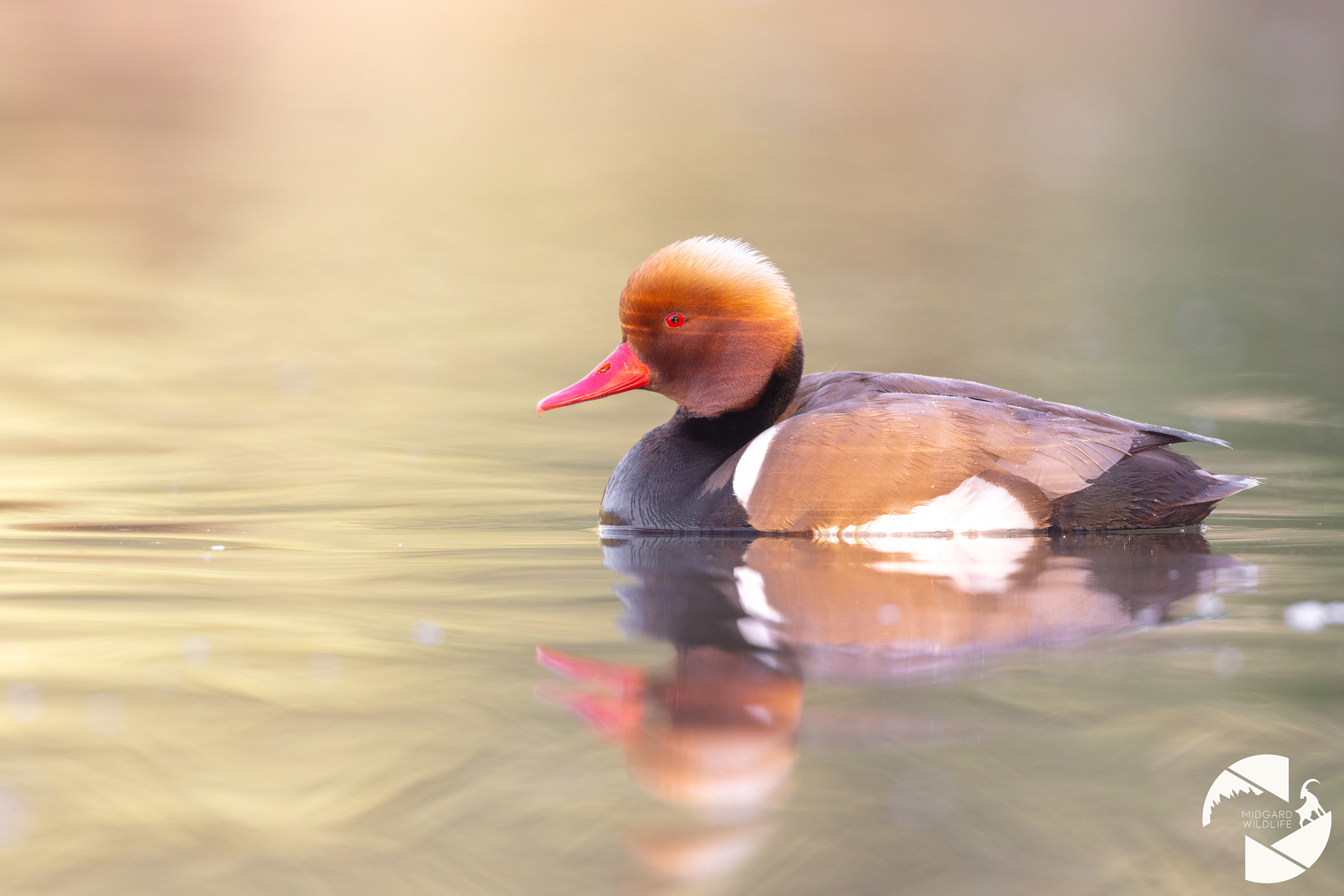 Nette rousse