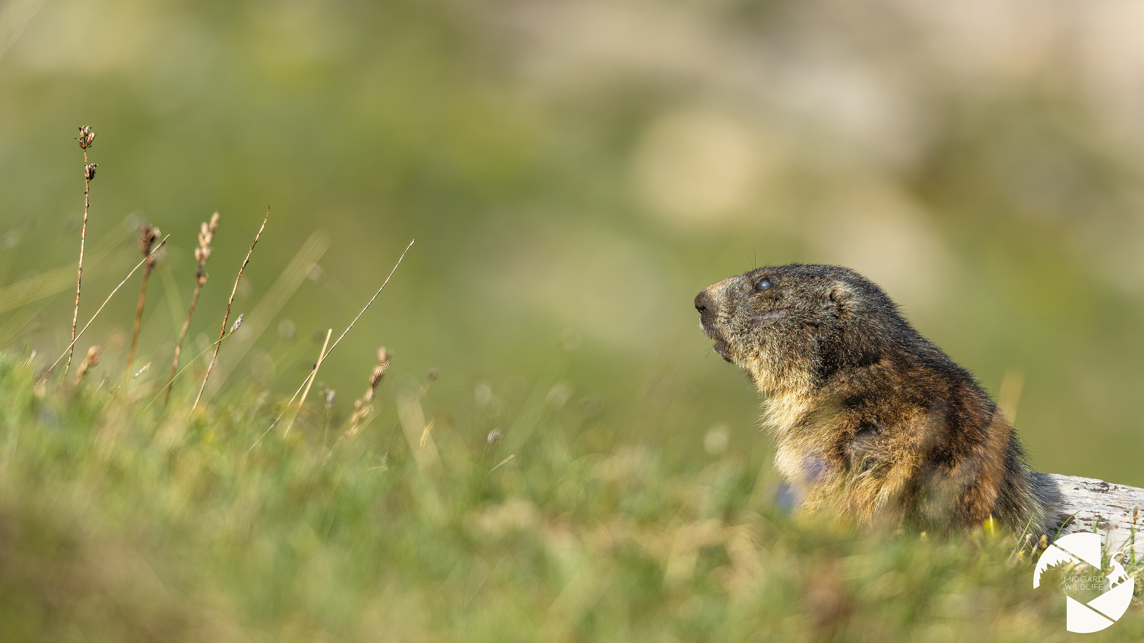 Marmotte