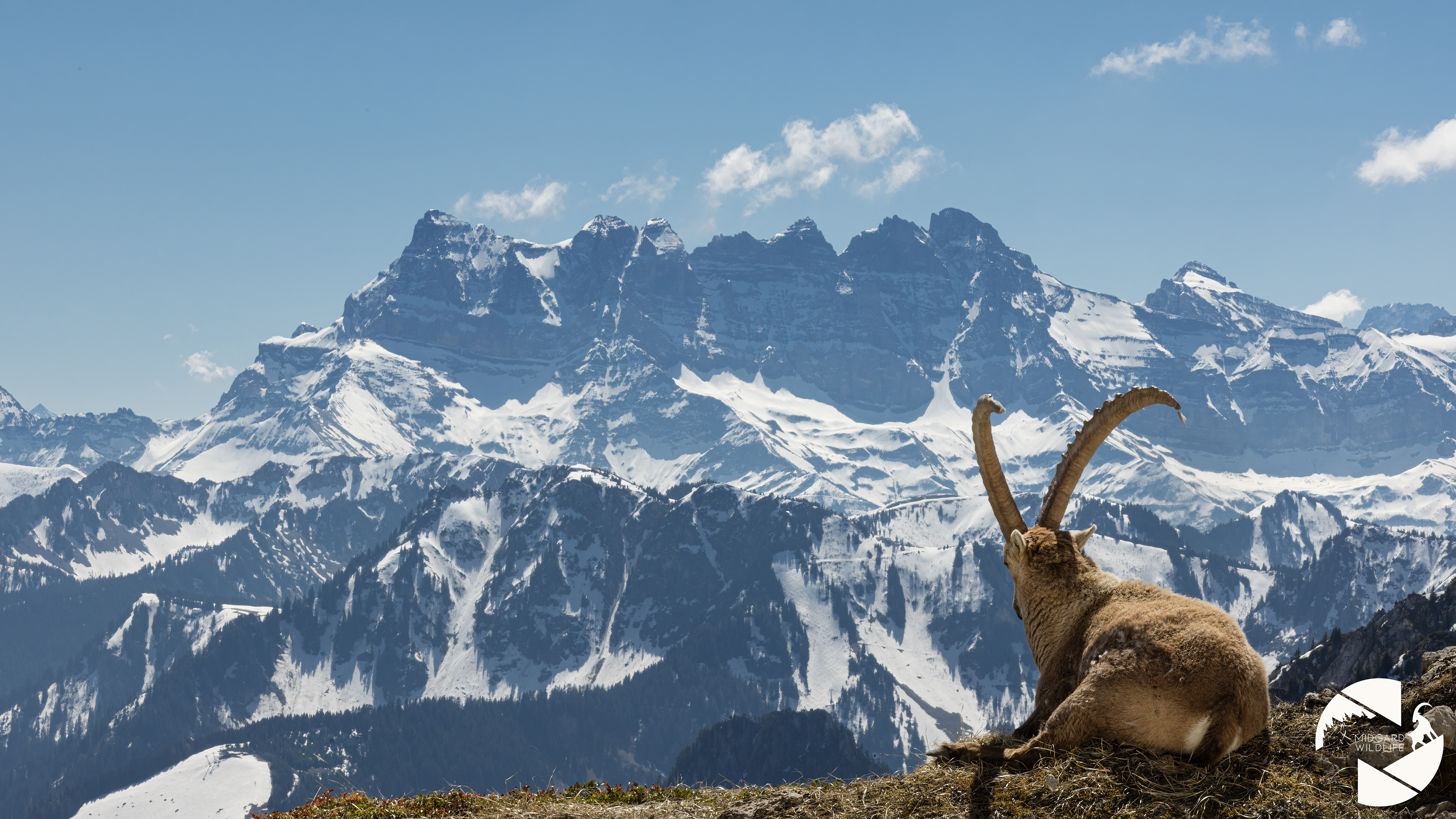 Bouquetin & Dents du Midi