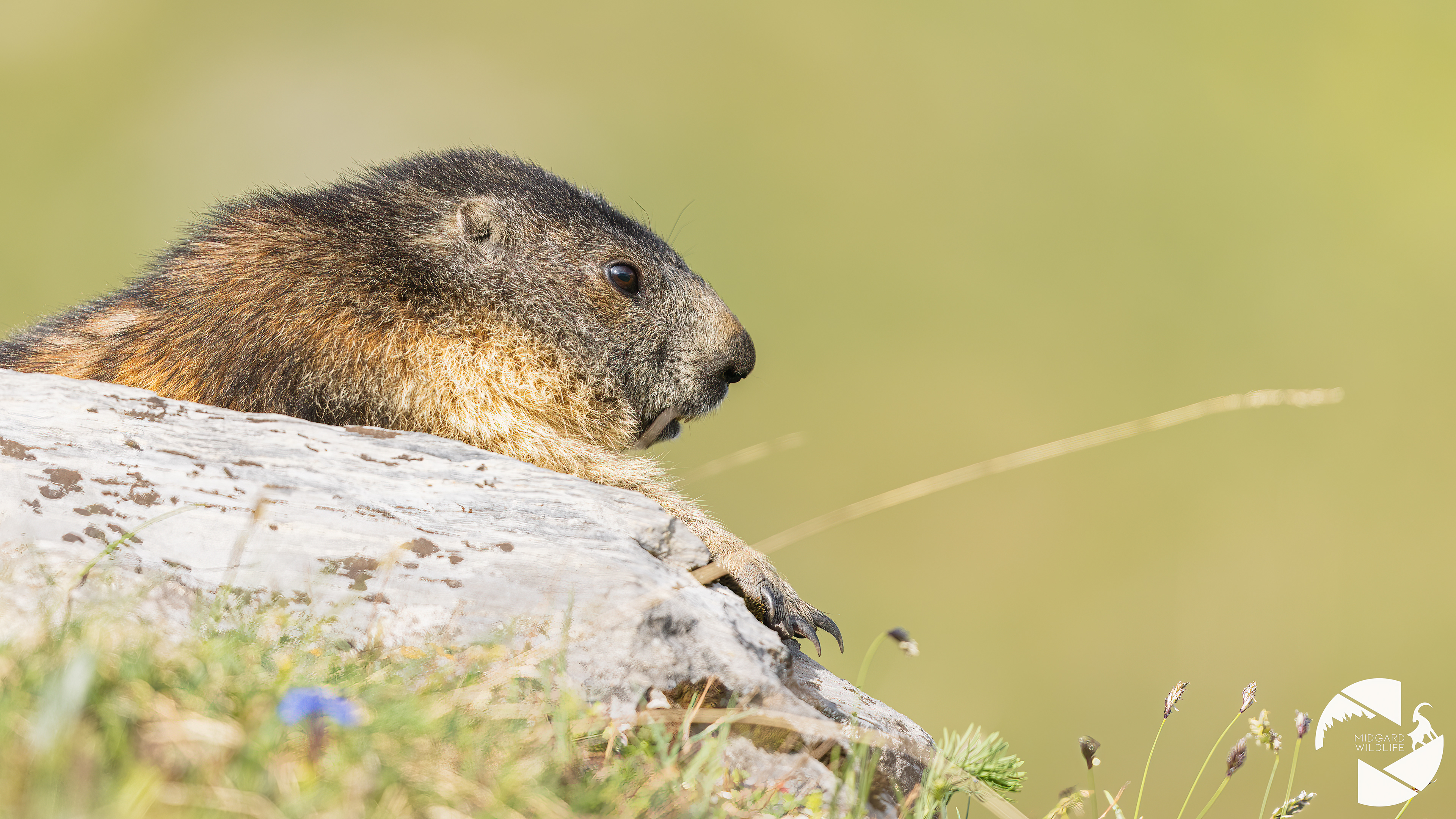Marmotte