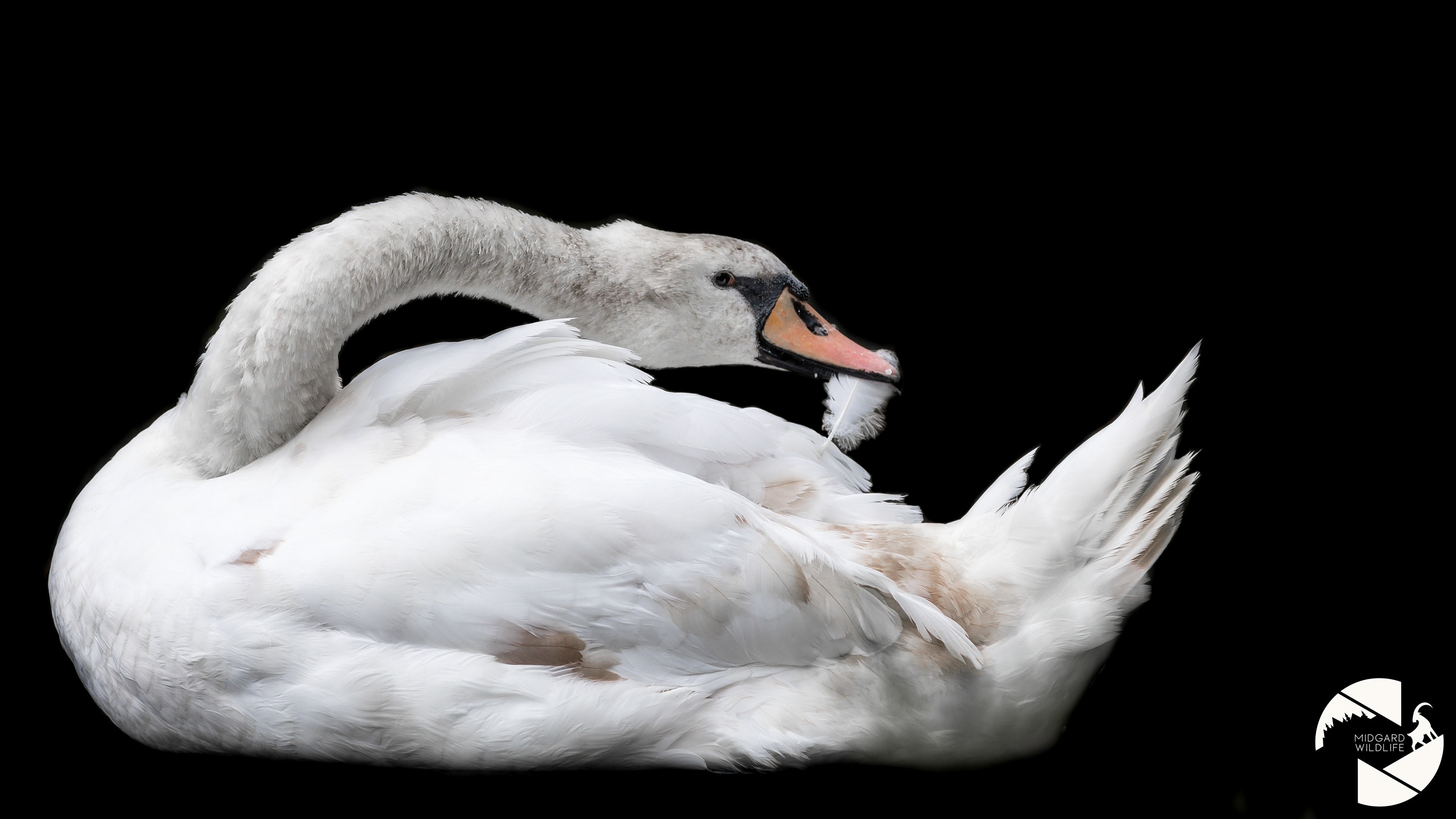 Cygne tuberculé