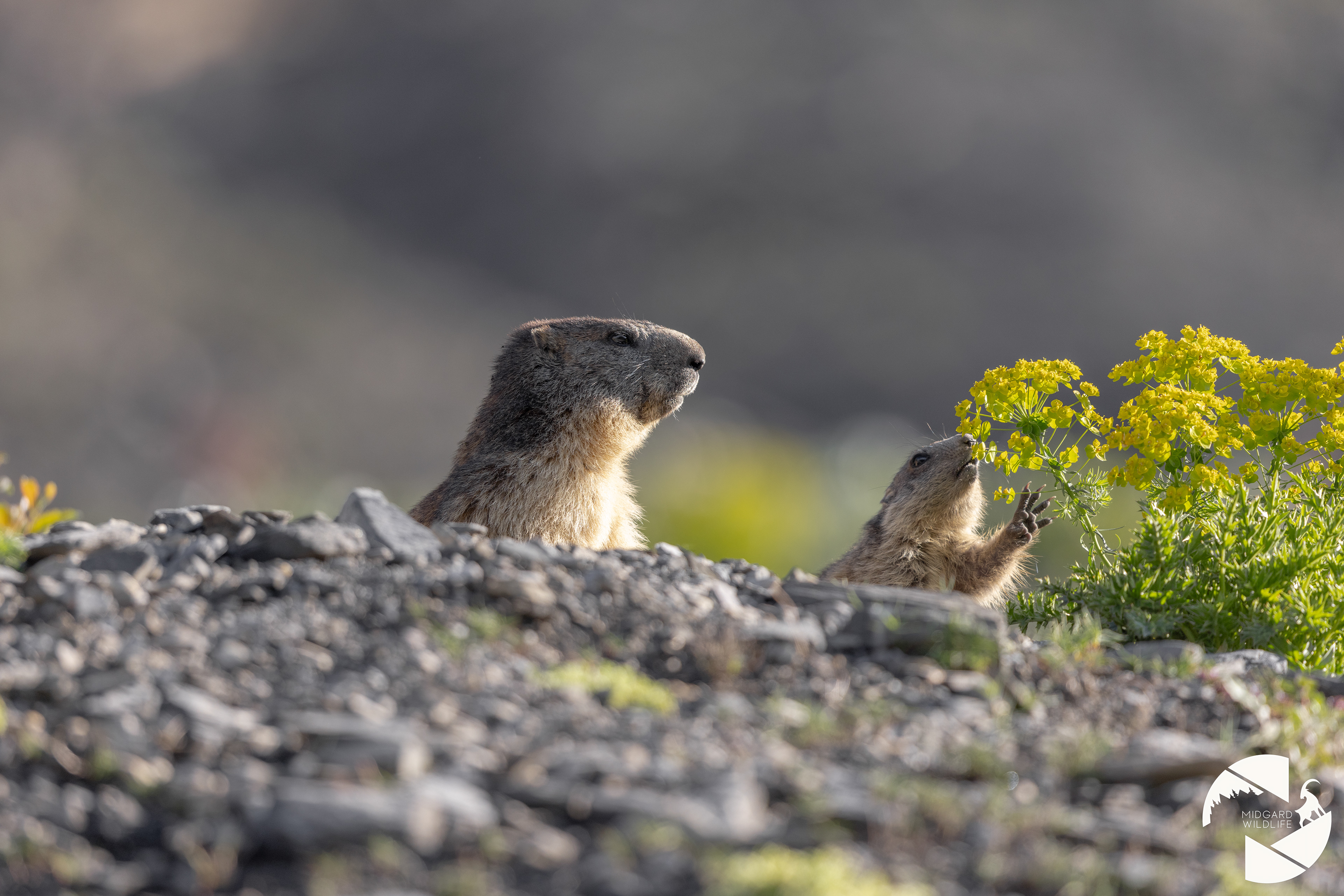 Marmotte & marmotton