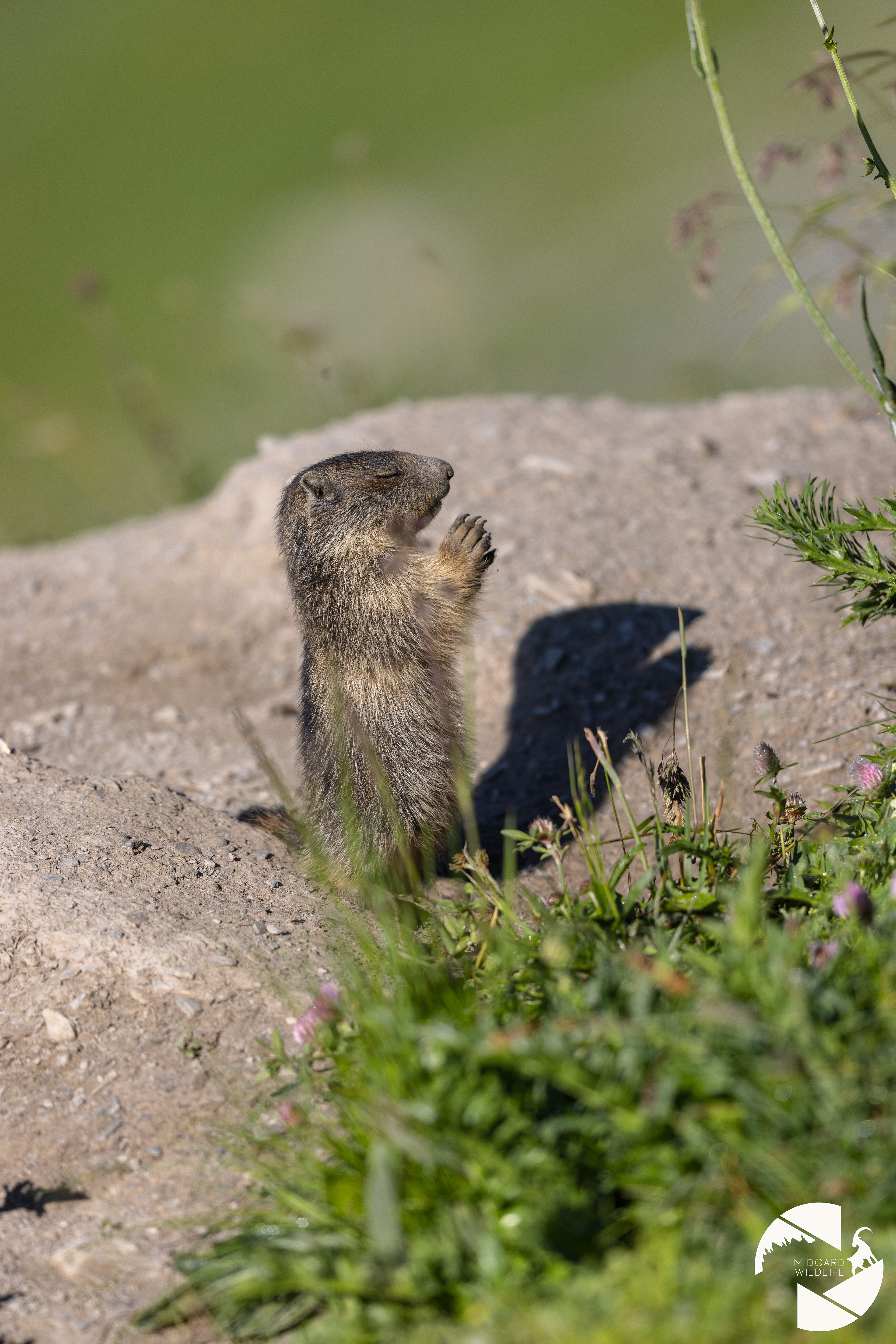 Marmotton