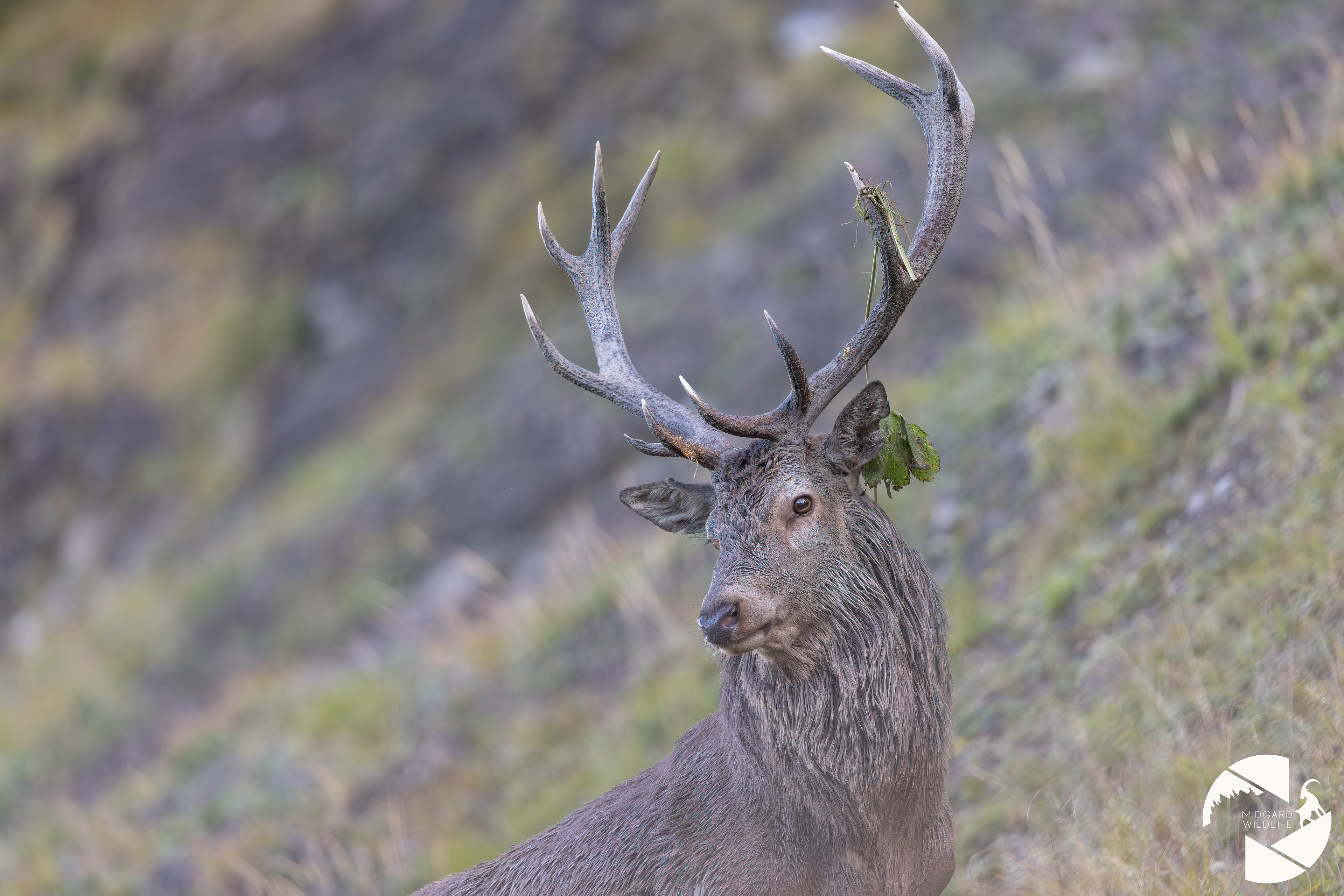 Cerf élaphe