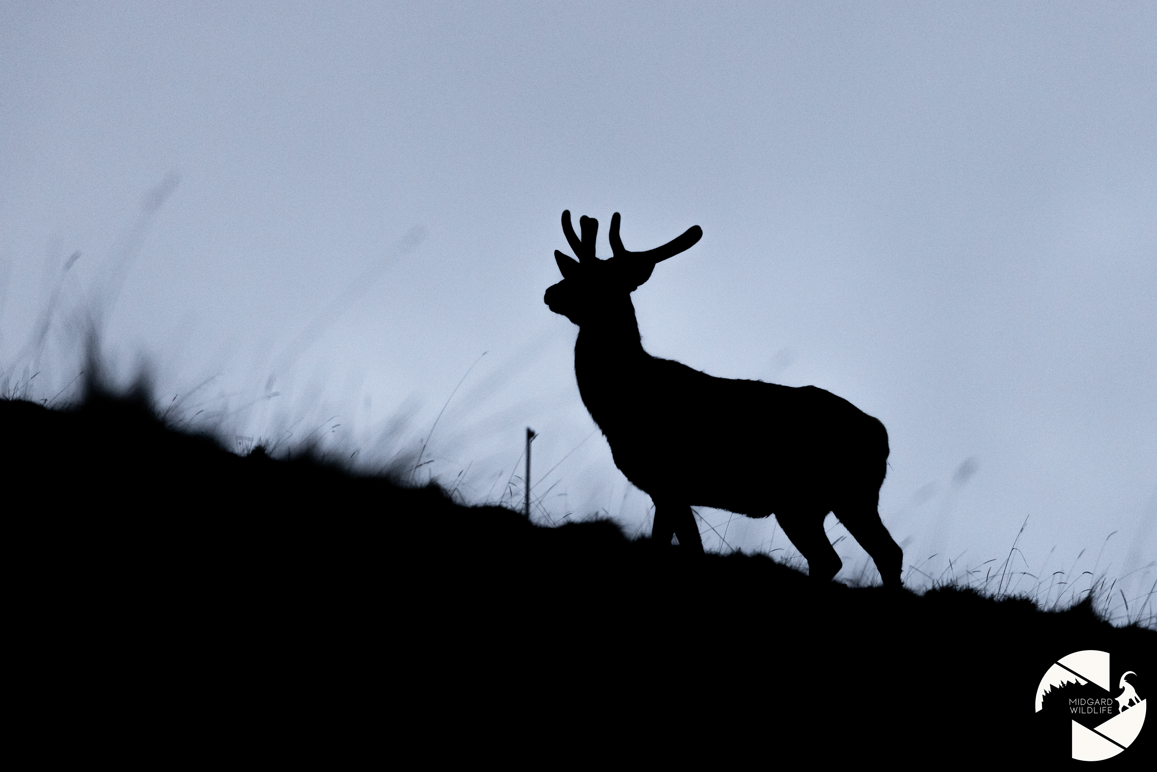 Cerf