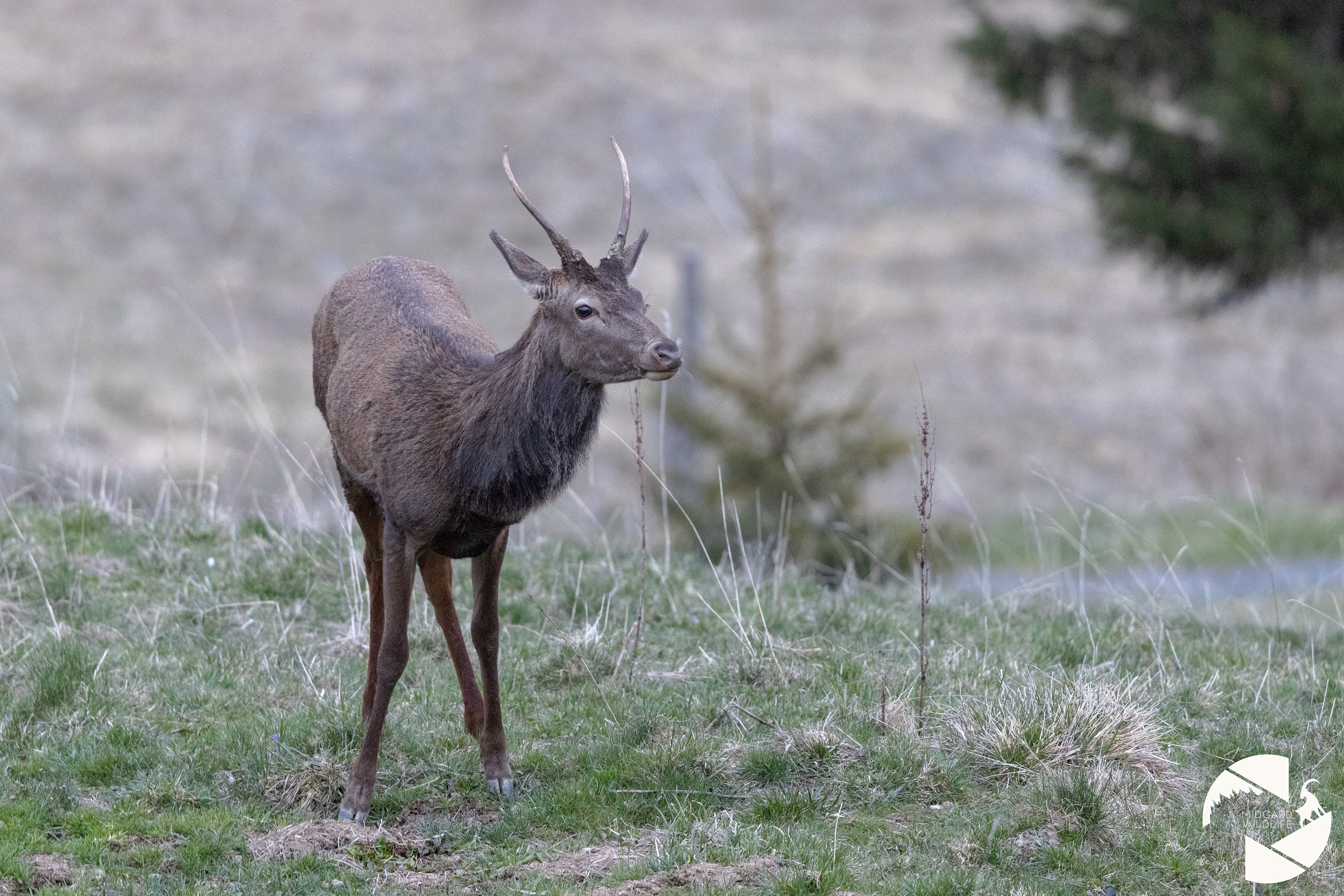 Cerf élaphe