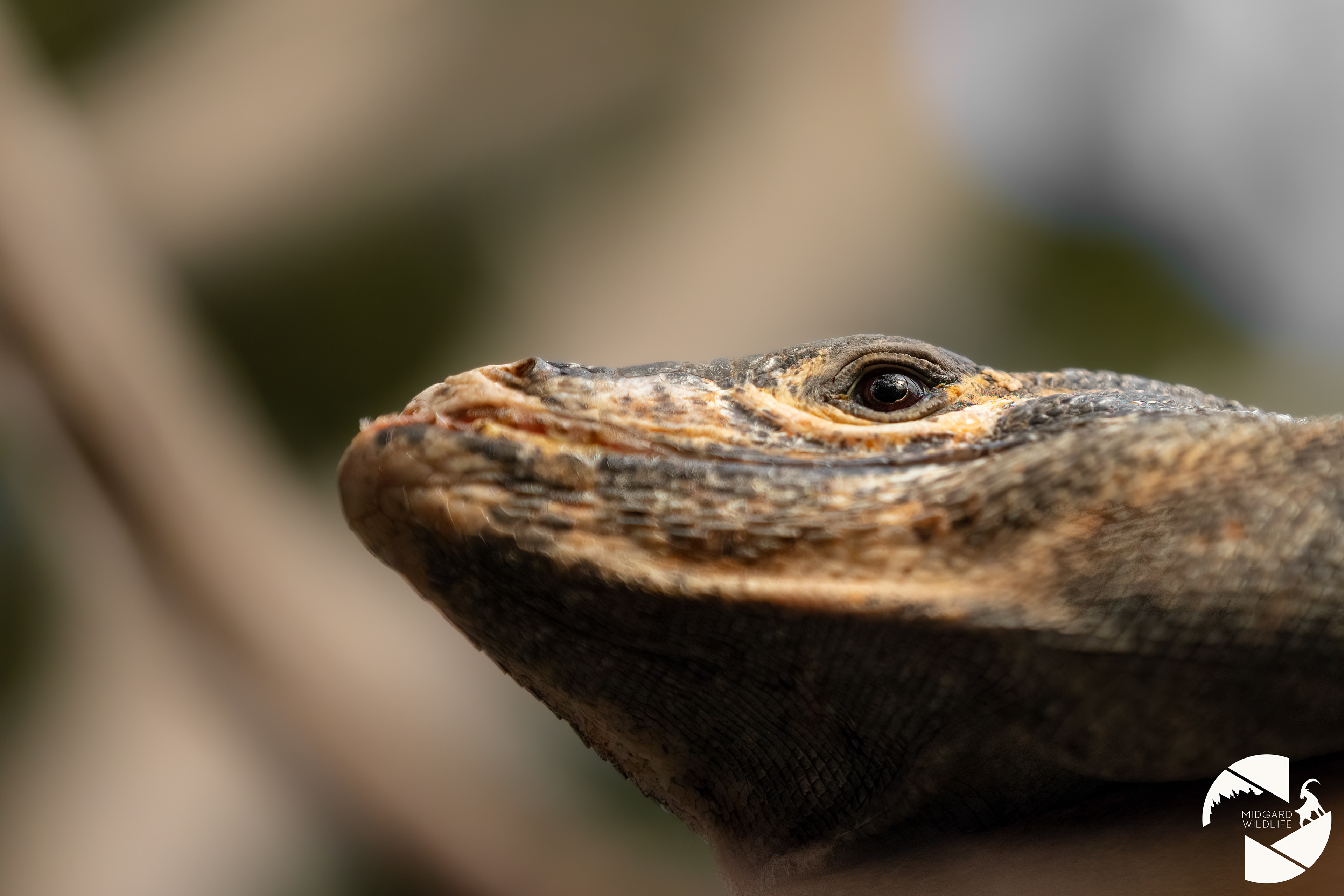 Iguane noir