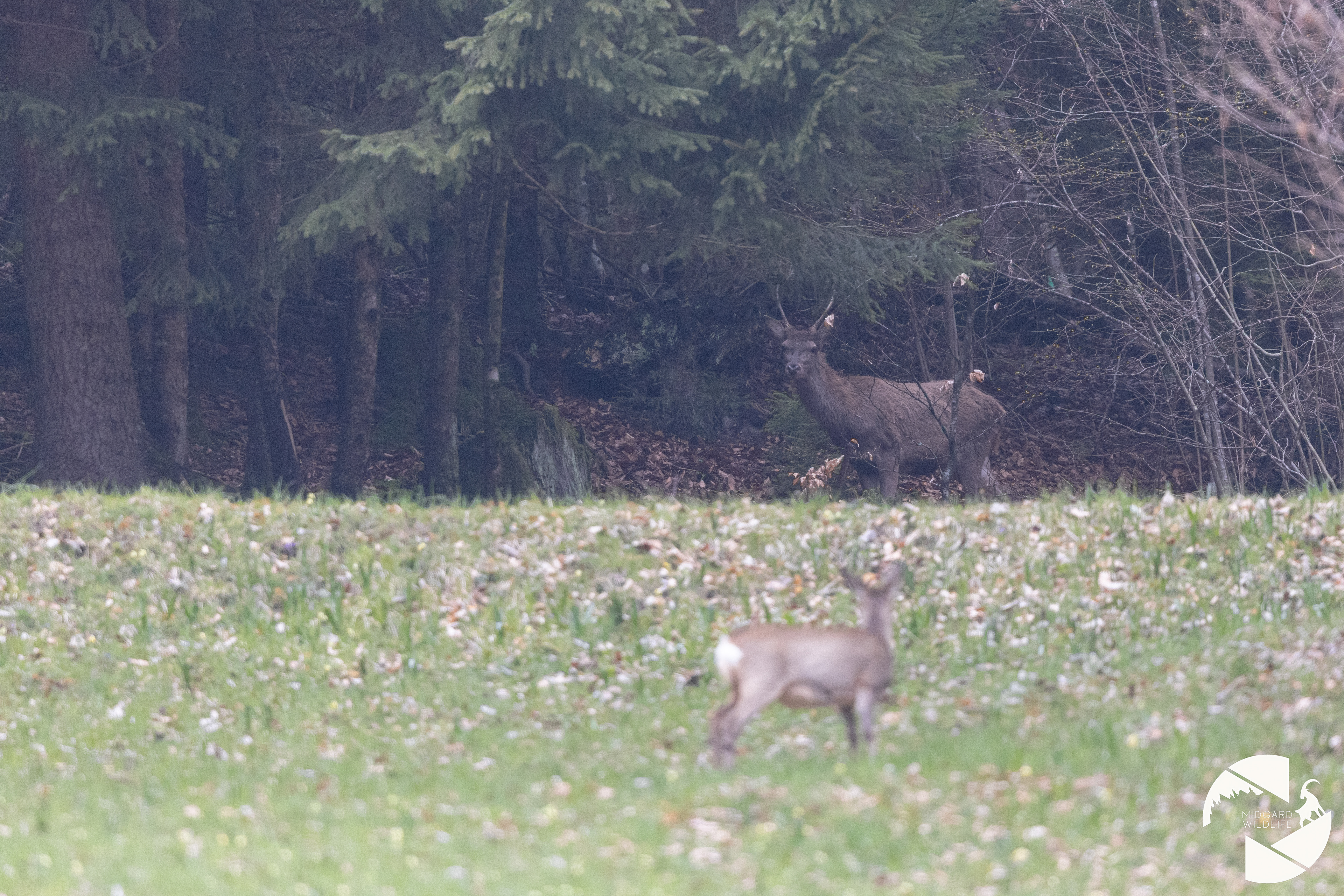 Chevreuil & cerf élaphe