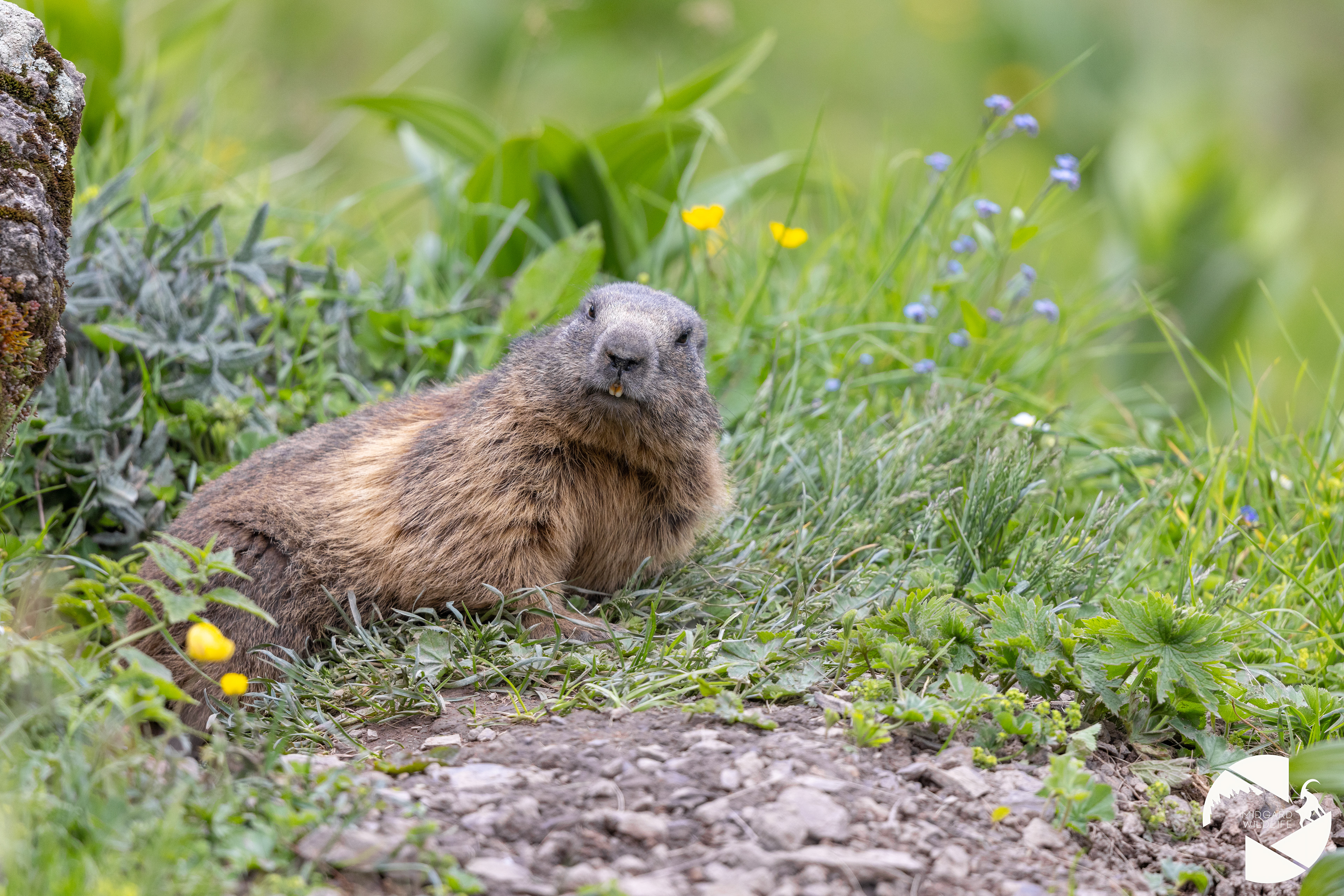 Marmotte