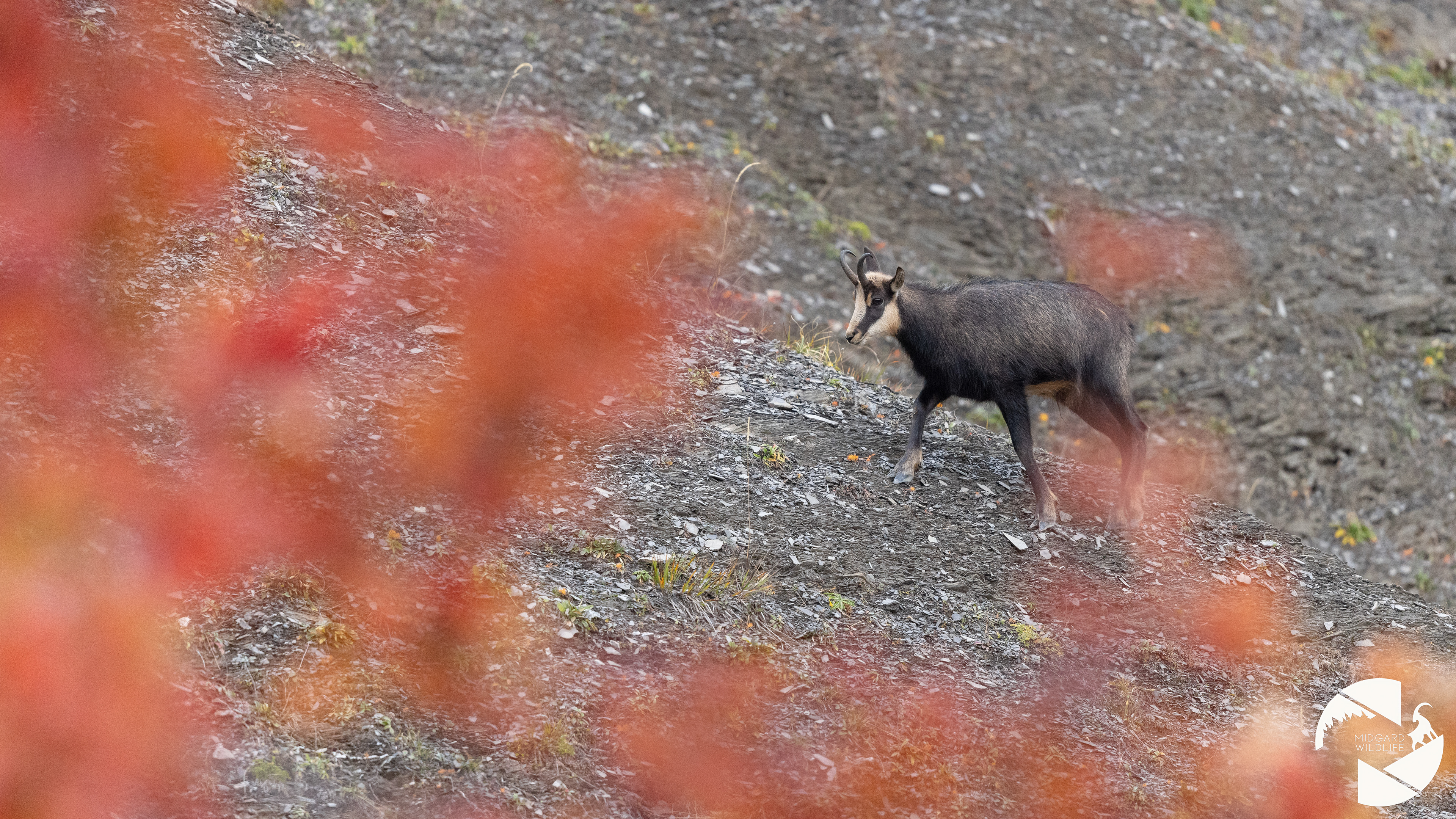 Chamois