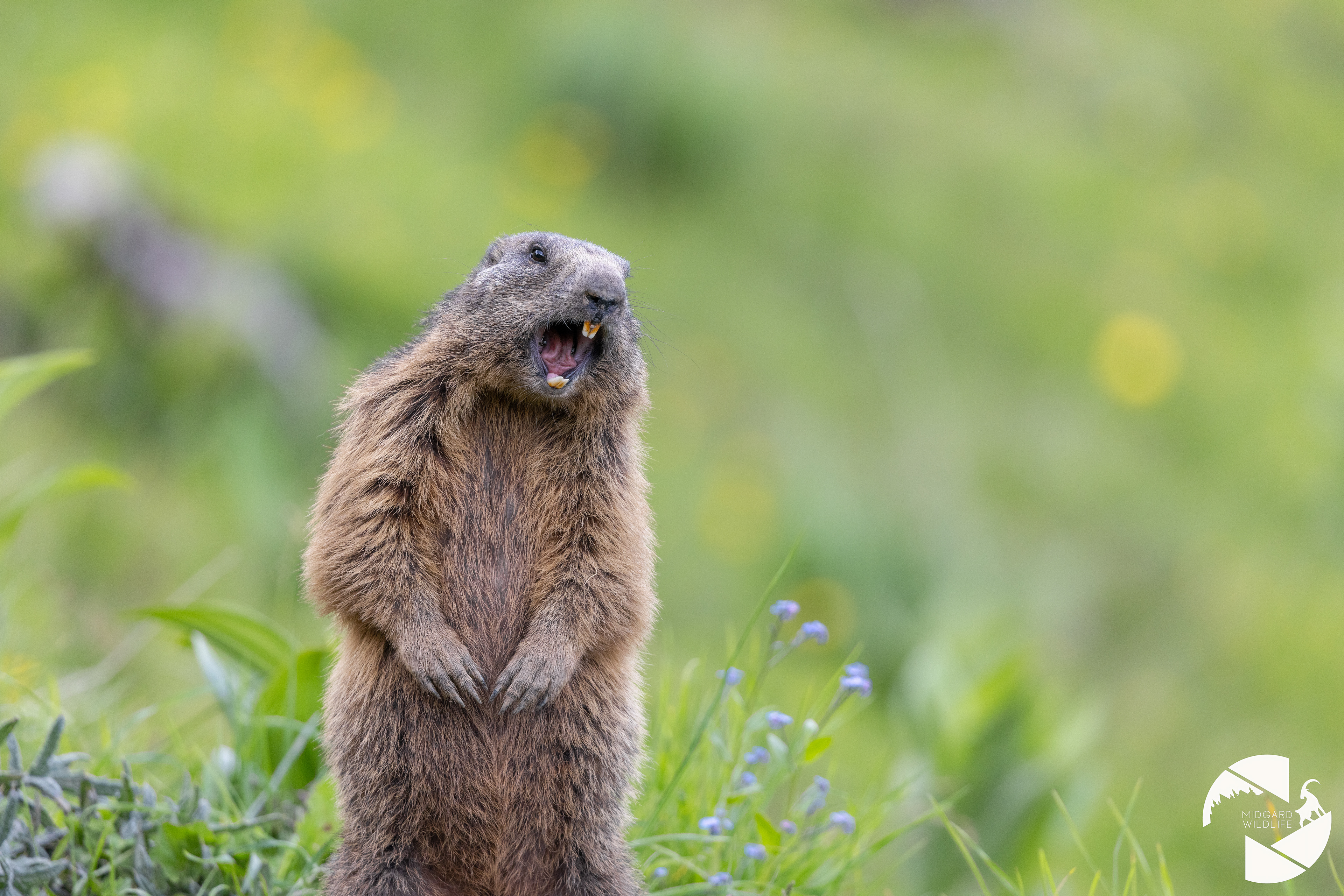 Marmotte