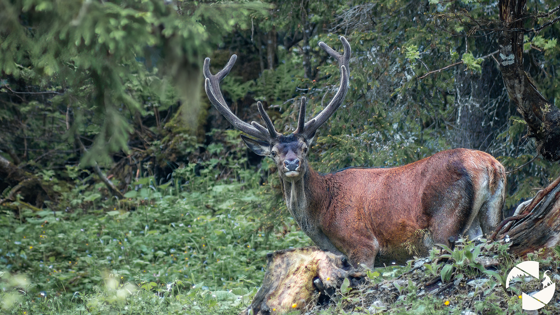Cerf élaphe