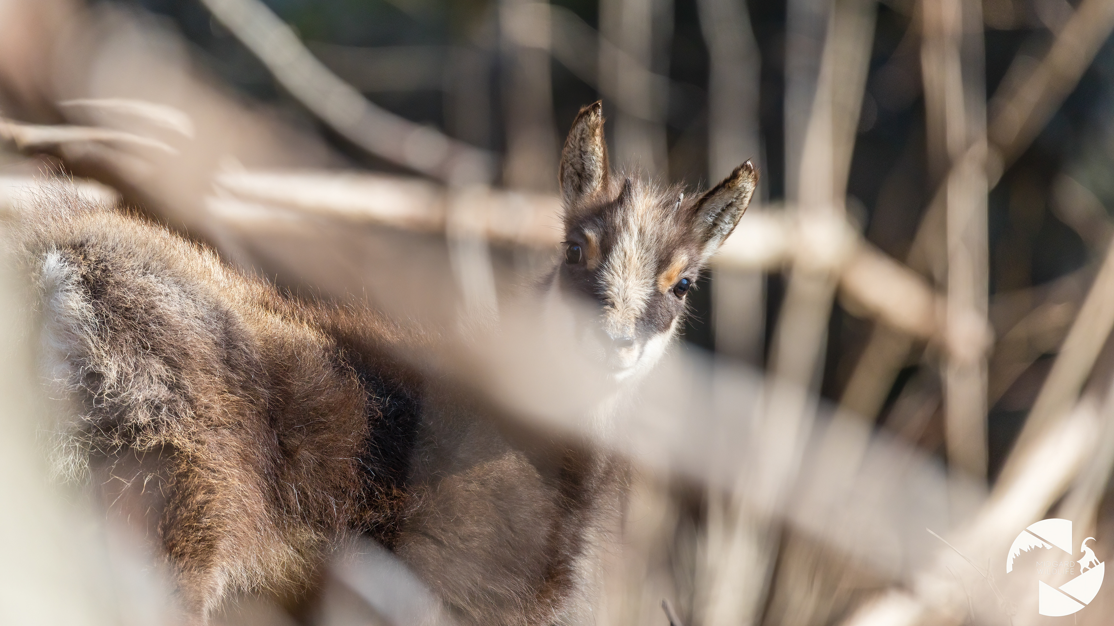 Chamois