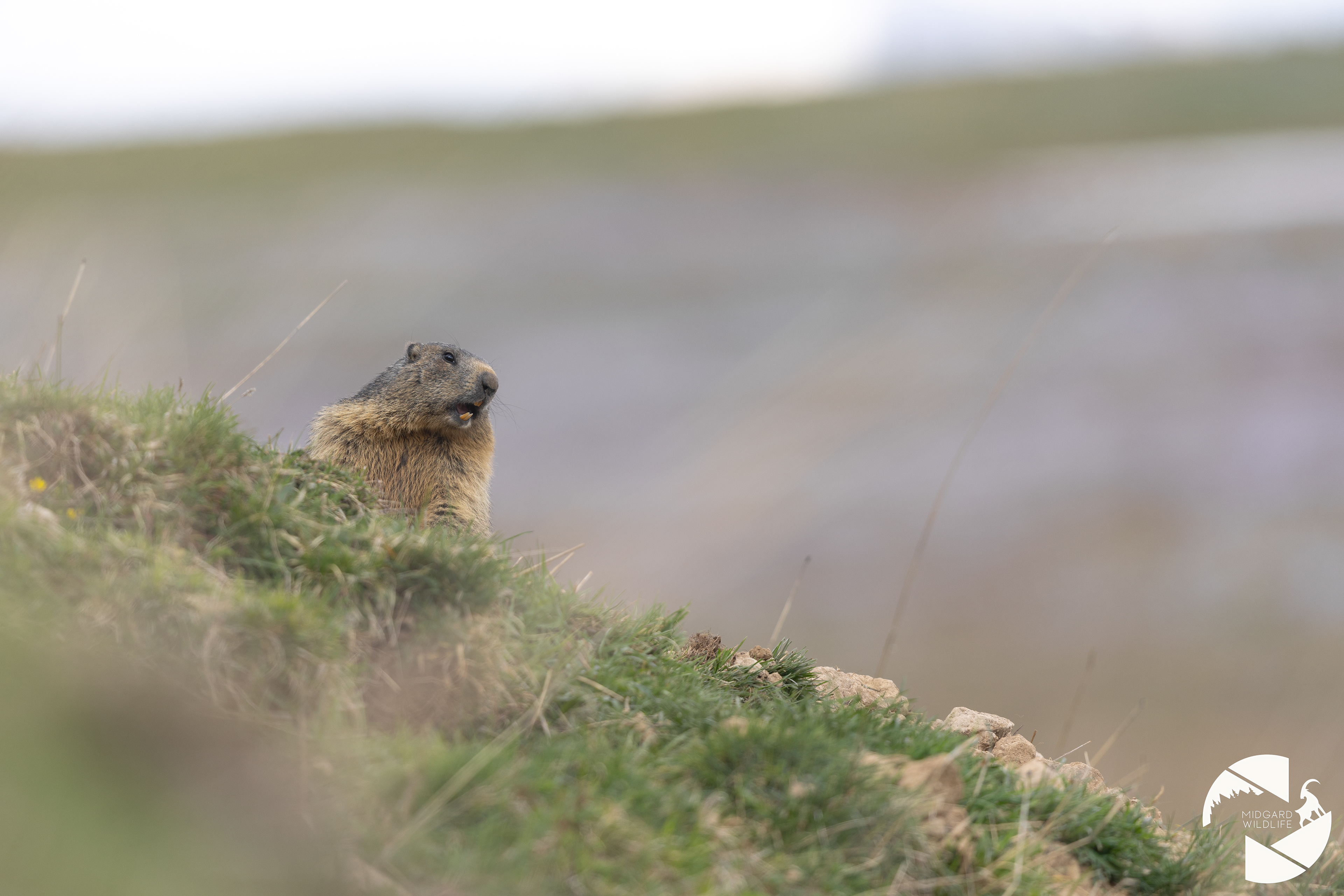 Marmotte