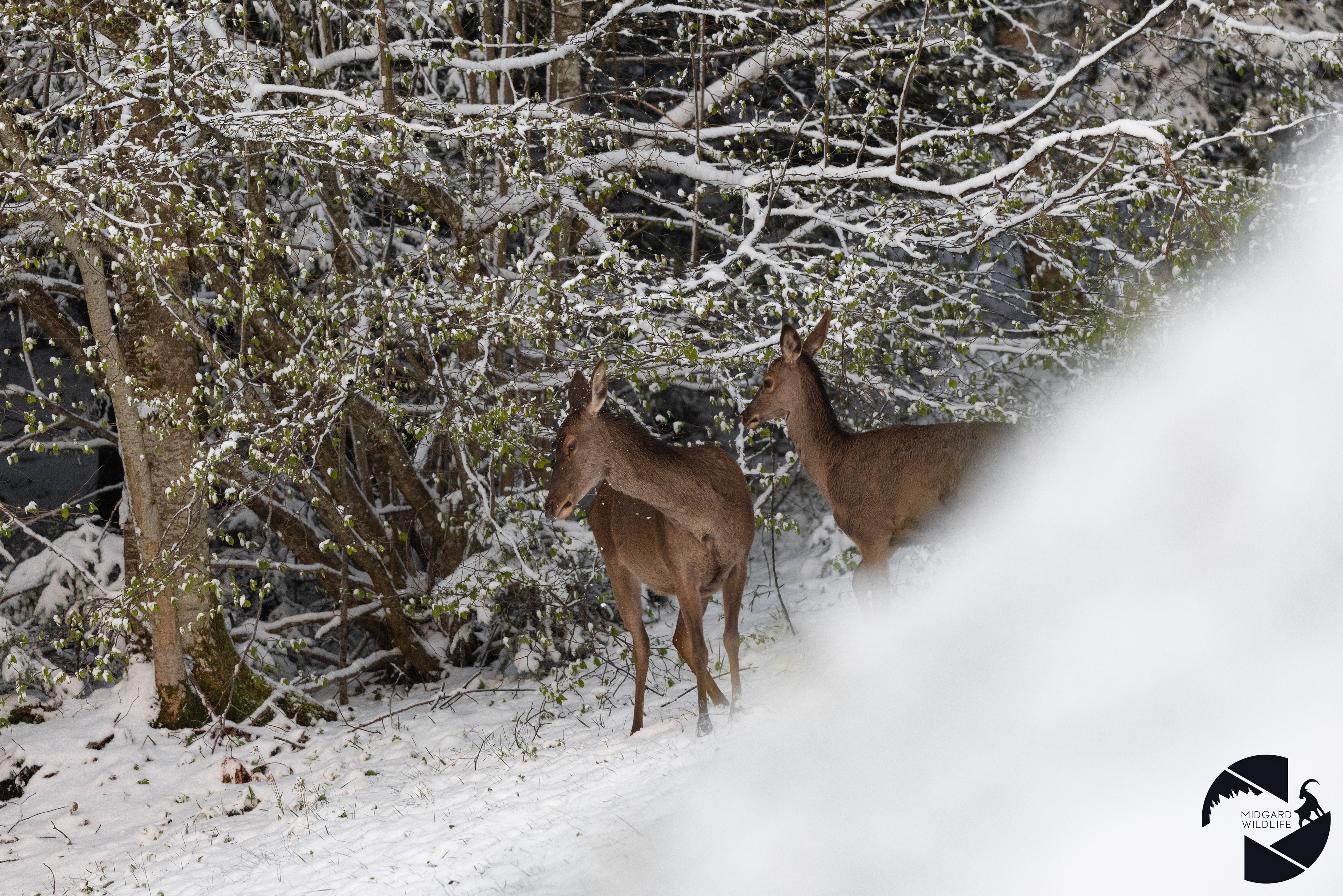 Biche & Faon