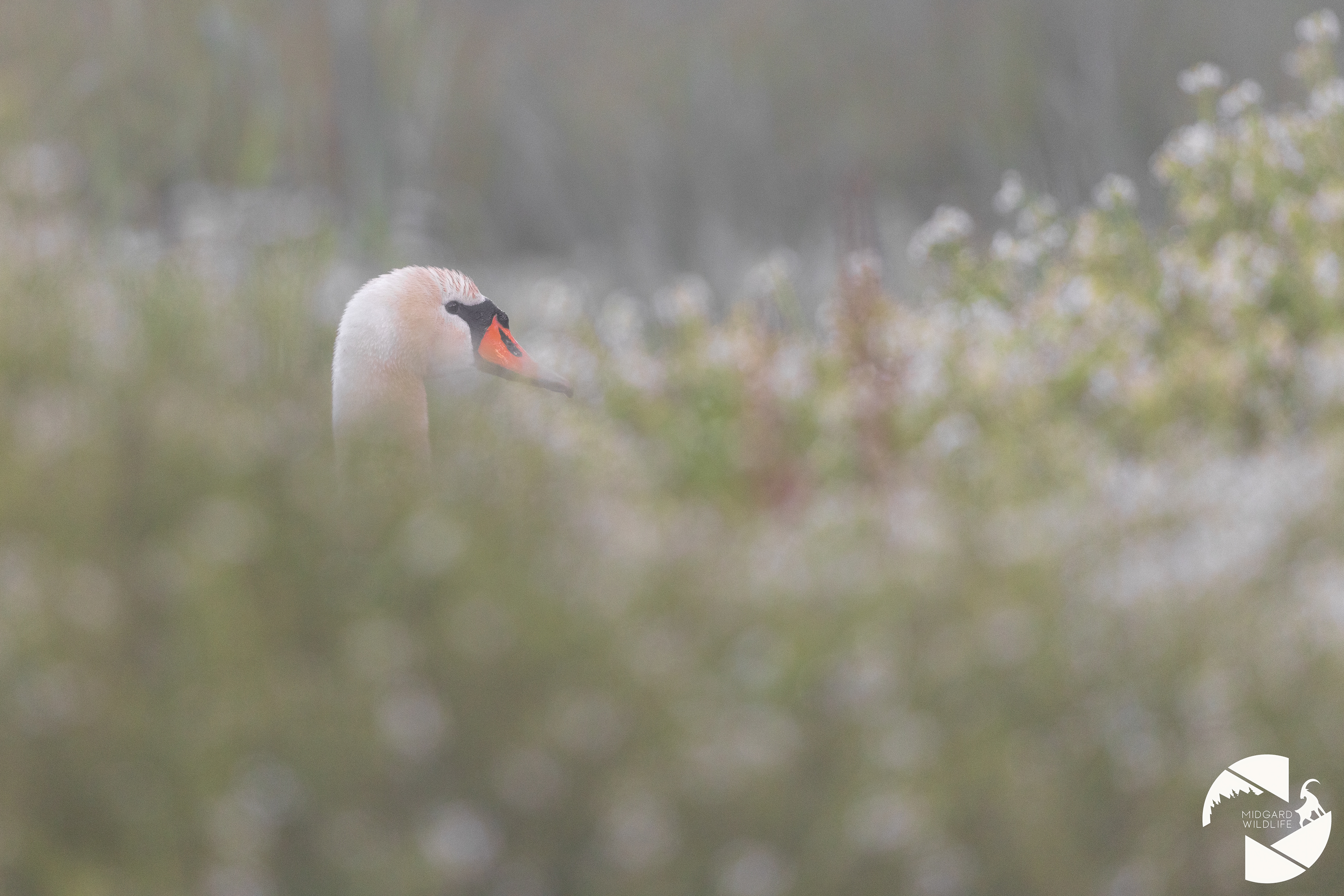 Cygne