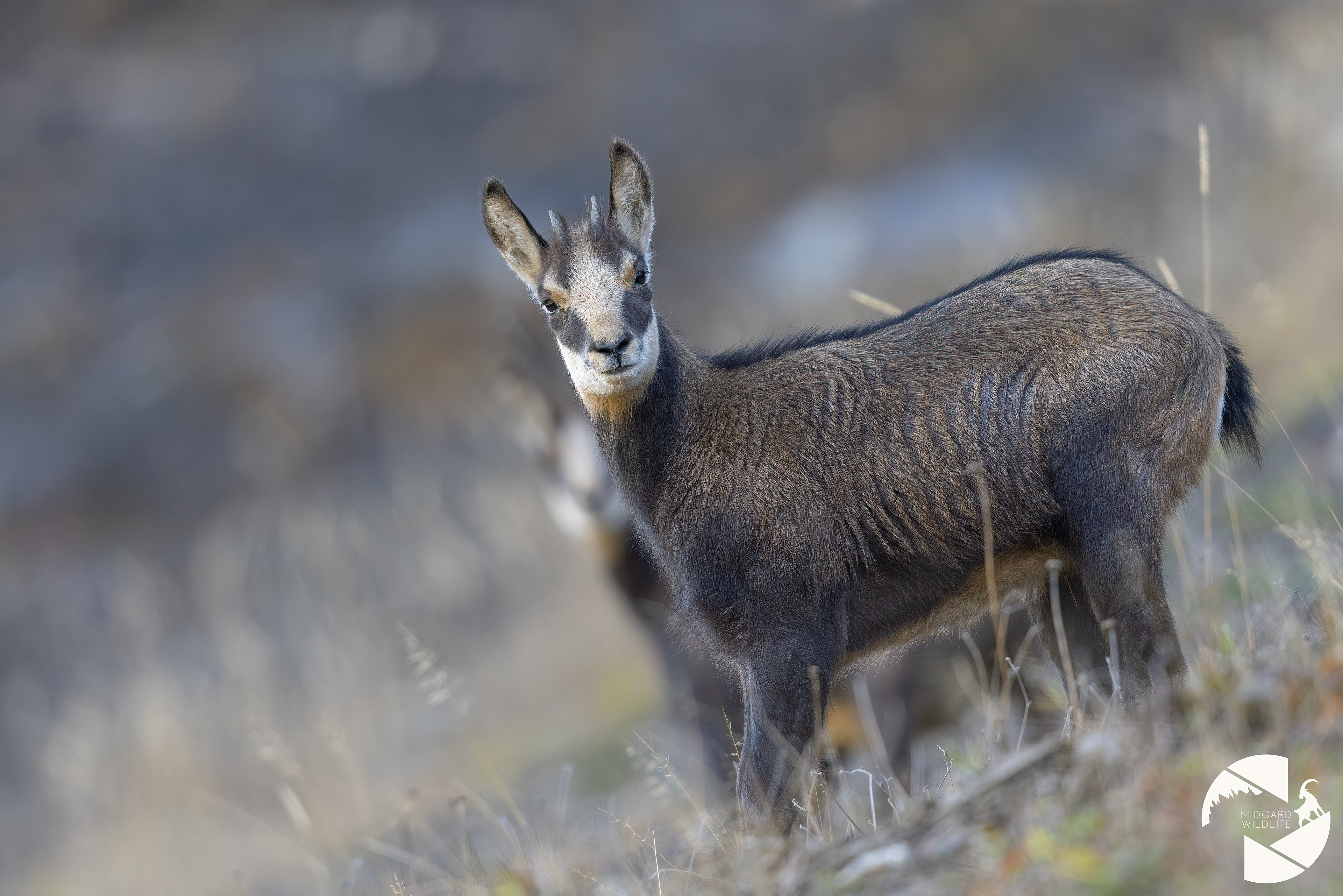 Chamois